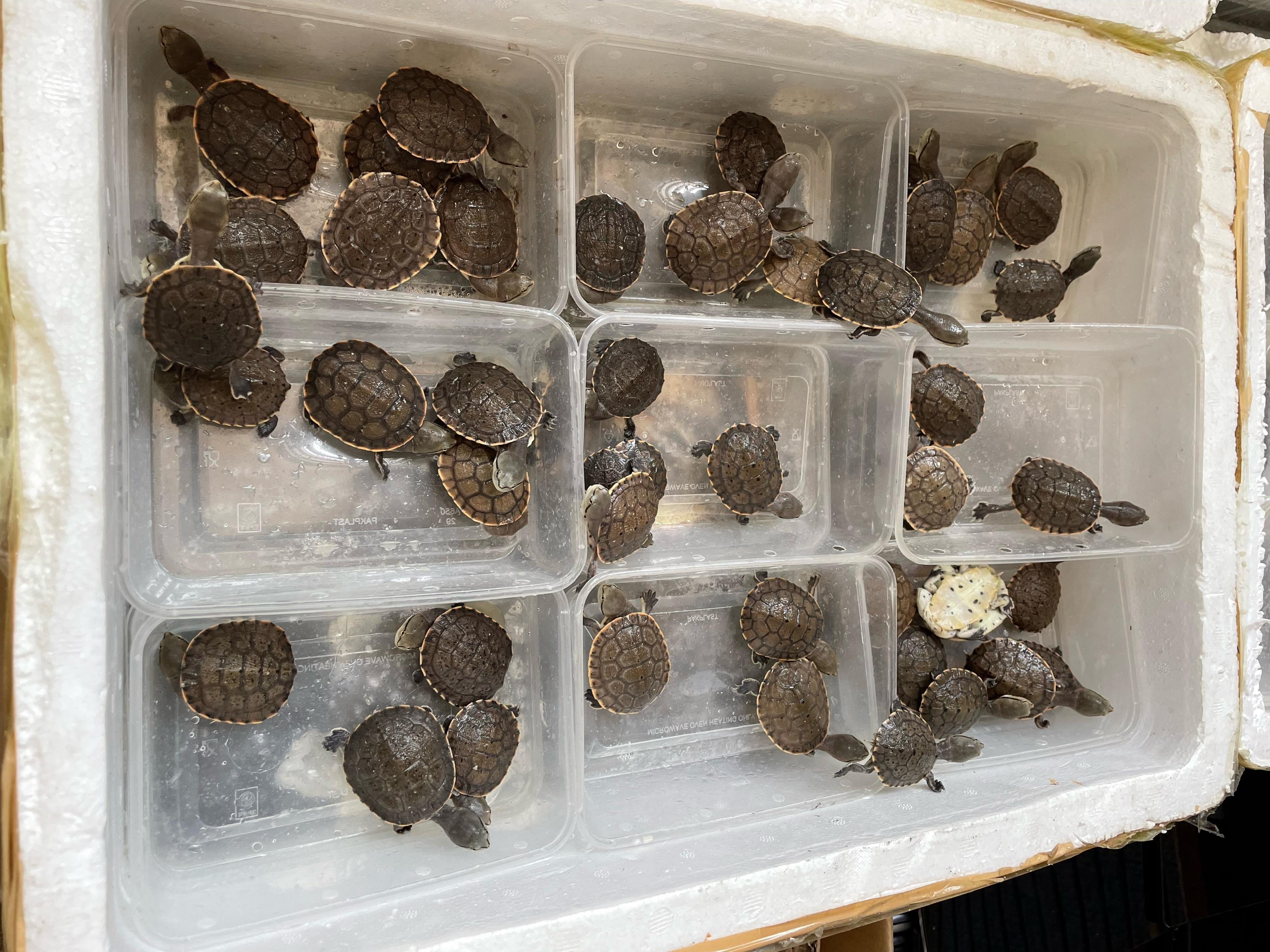 Hong Kong Customs yesterday (September 13) mounted an anti-smuggling operation in the eastern waters of Hong Kong and detected a suspected smuggling case involving speedboats. A batch of suspected smuggled goods with an estimated market value of about $800,000 was seized. Photo shows some of the suspected smuggled live turtles seized.