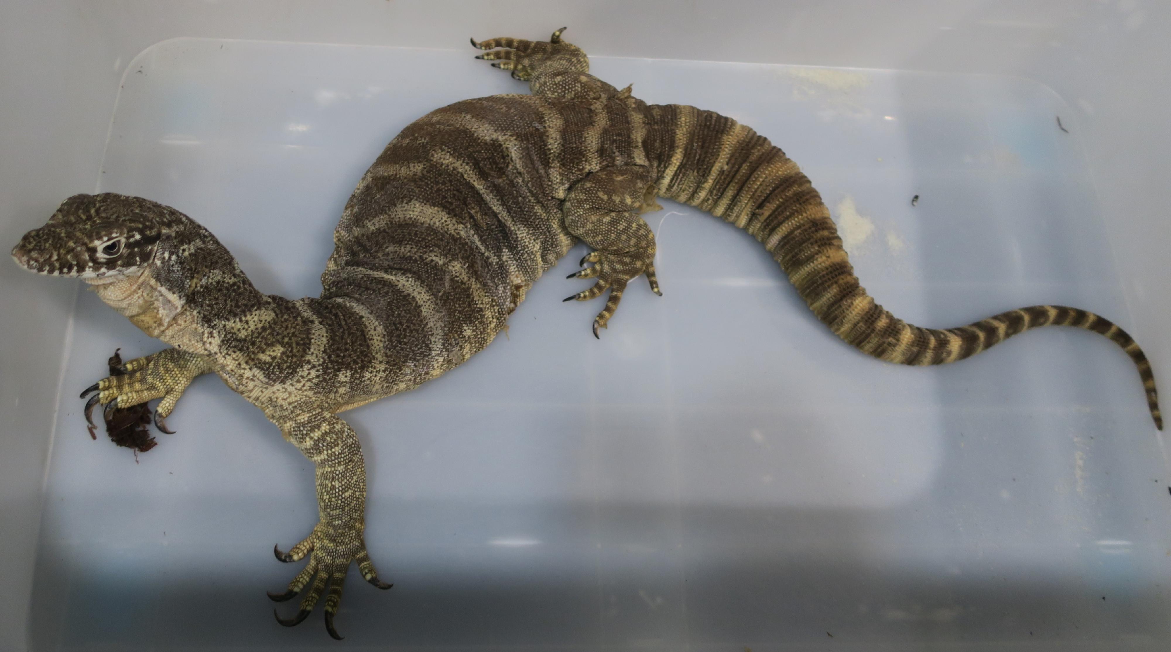 The Agriculture, Fisheries and Conservation Department seized three live endangered animals and an endangered animal specimen suspected to be illegally possessed in an exhibition today (September 23). Photo shows the seized live Spencer's monitor.