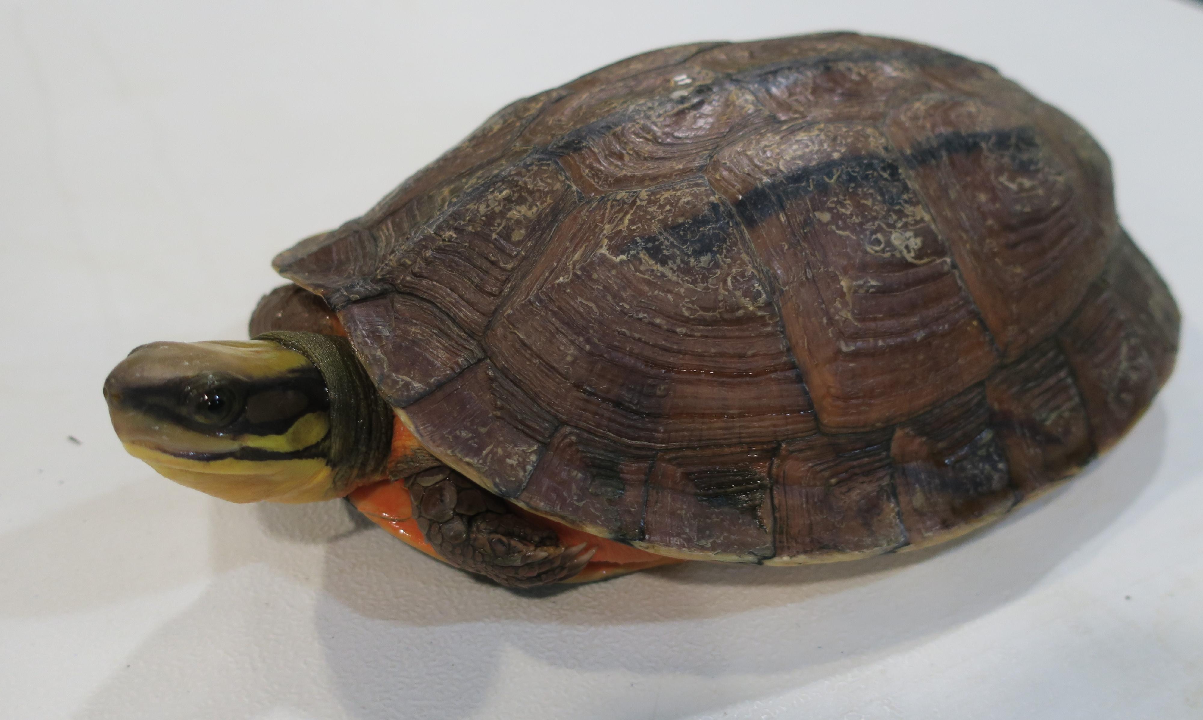 The Agriculture, Fisheries and Conservation Department seized three live endangered animals and an endangered animal specimen suspected to be illegally possessed in an exhibition today (September 23). Photo shows the seized live golden coin turtle.