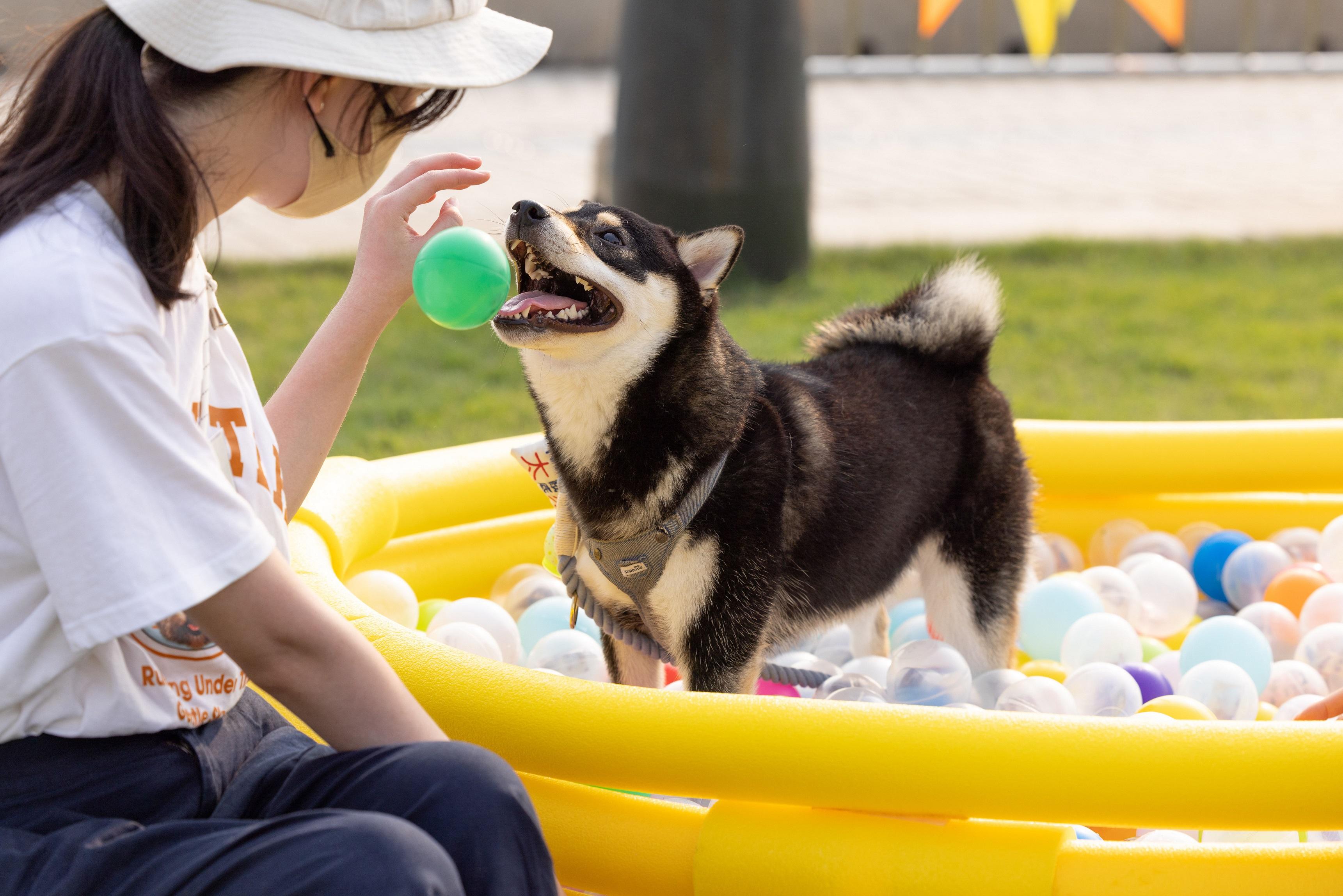 2021/22大專生藝術通識計劃《遇於犬丘》的公眾演出十月二十八日至三十日（星期五至日）在中山紀念公園紀念草坪舉行，以慶祝香港特別行政區成立25周年。圖示活動中的互動裝置，讓參加者和愛犬體驗有聲有畫、活生生的共存空間。
