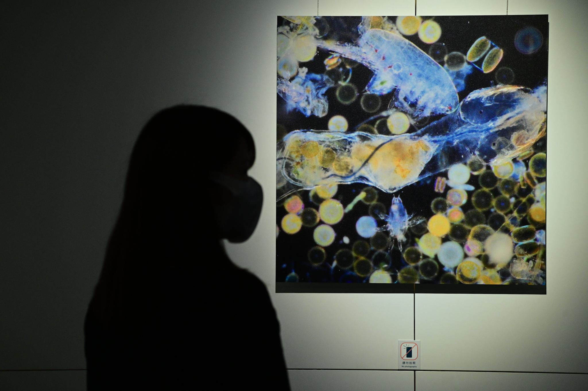 「法國科學節：［生物］多樣性」焦點項目「看見看不見」展覽明日（十一月十一日）起至十一月二十七日在香港科學館舉行。圖示一張微塑膠照片，展示浮游生物對生物運作的重要性。
