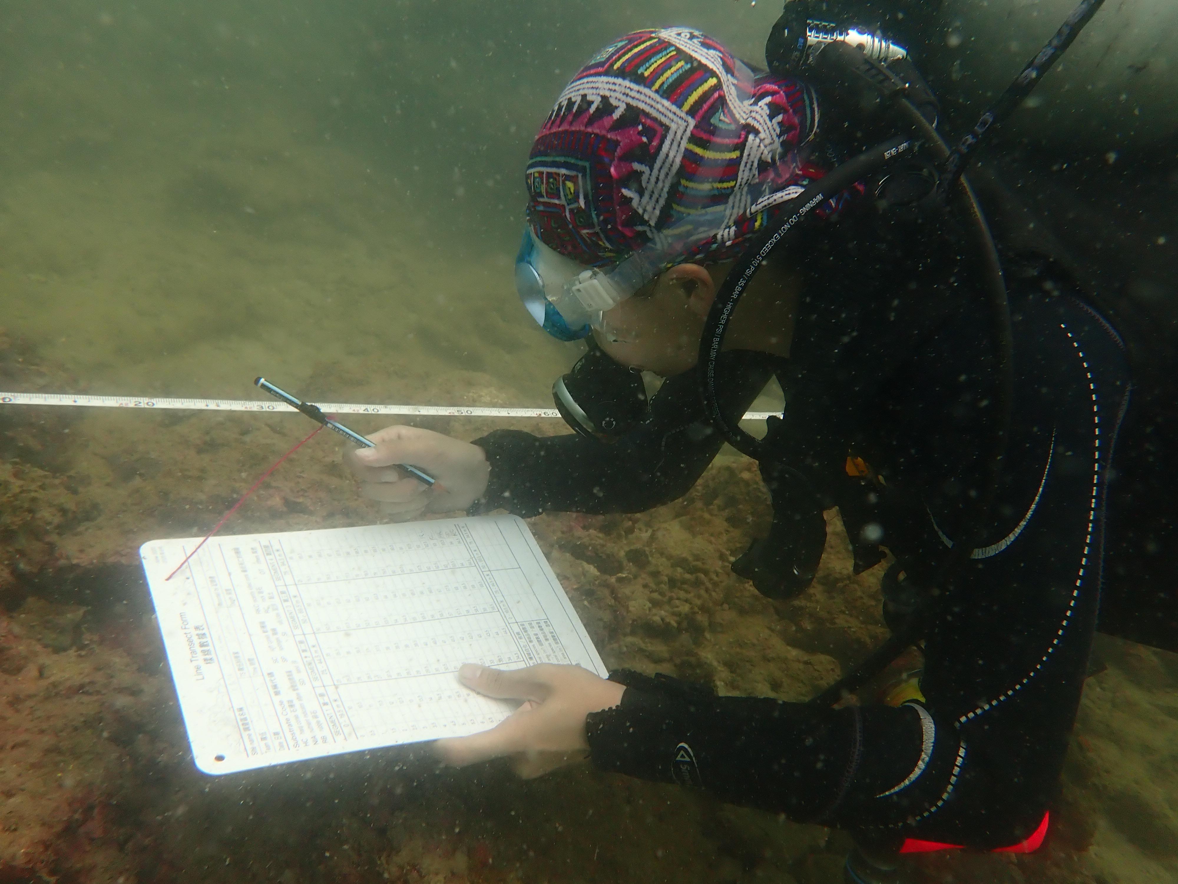 The Agriculture, Fisheries and Conservation Department announced today (December 10) that the results of the Hong Kong Reef Check this year showed that local corals are generally in a healthy condition and that the species diversity remains on the high side. Photo shows a Reef Check diver conducting a coral survey.