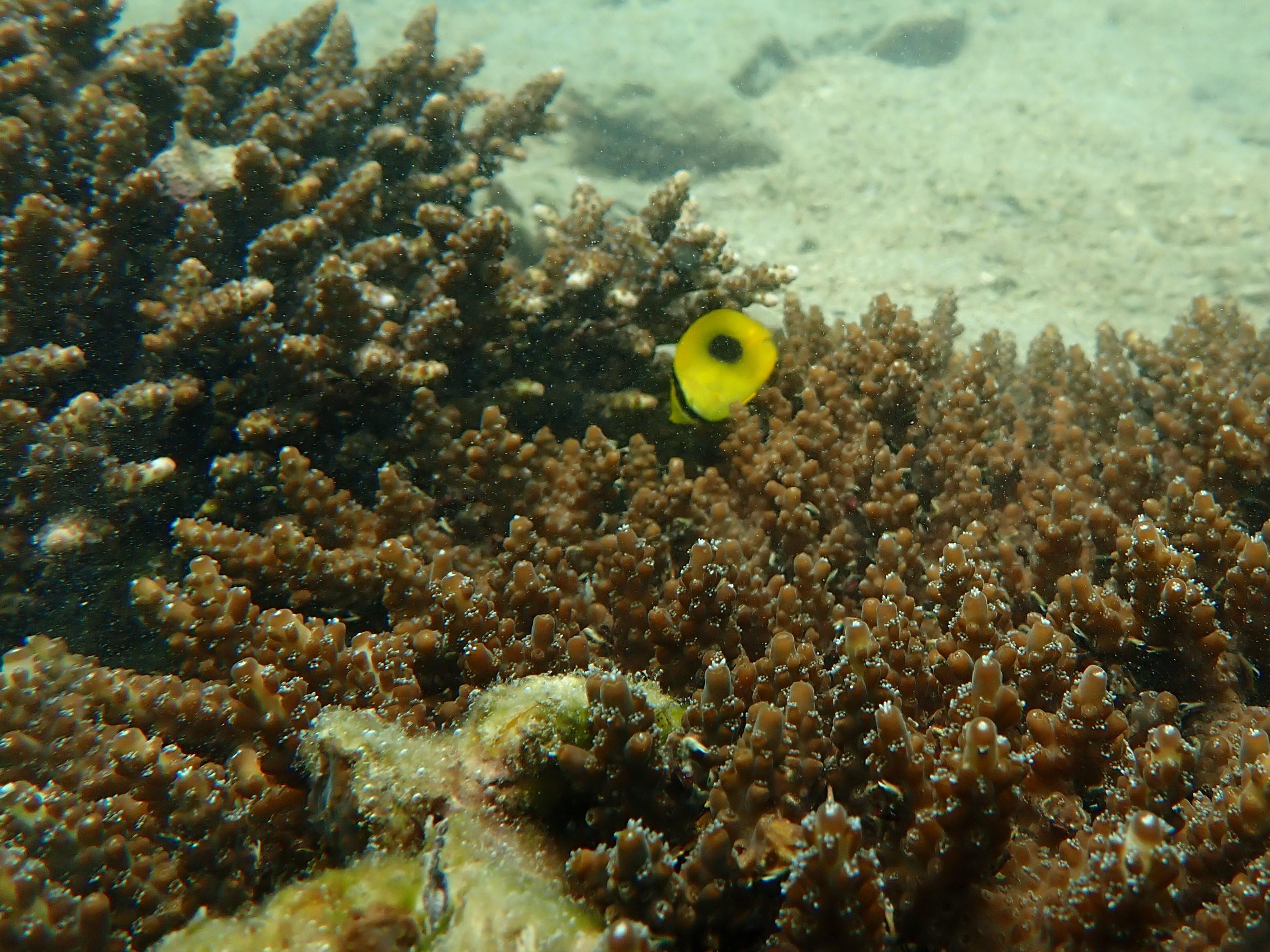 The Agriculture, Fisheries and Conservation Department announced today (December 10) that the results of the Hong Kong Reef Check this year showed that local corals are generally in a healthy condition and that the species diversity remains on the high side. Photo shows a butterfly fish and Staghorn corals at Hoi Ha Wan.