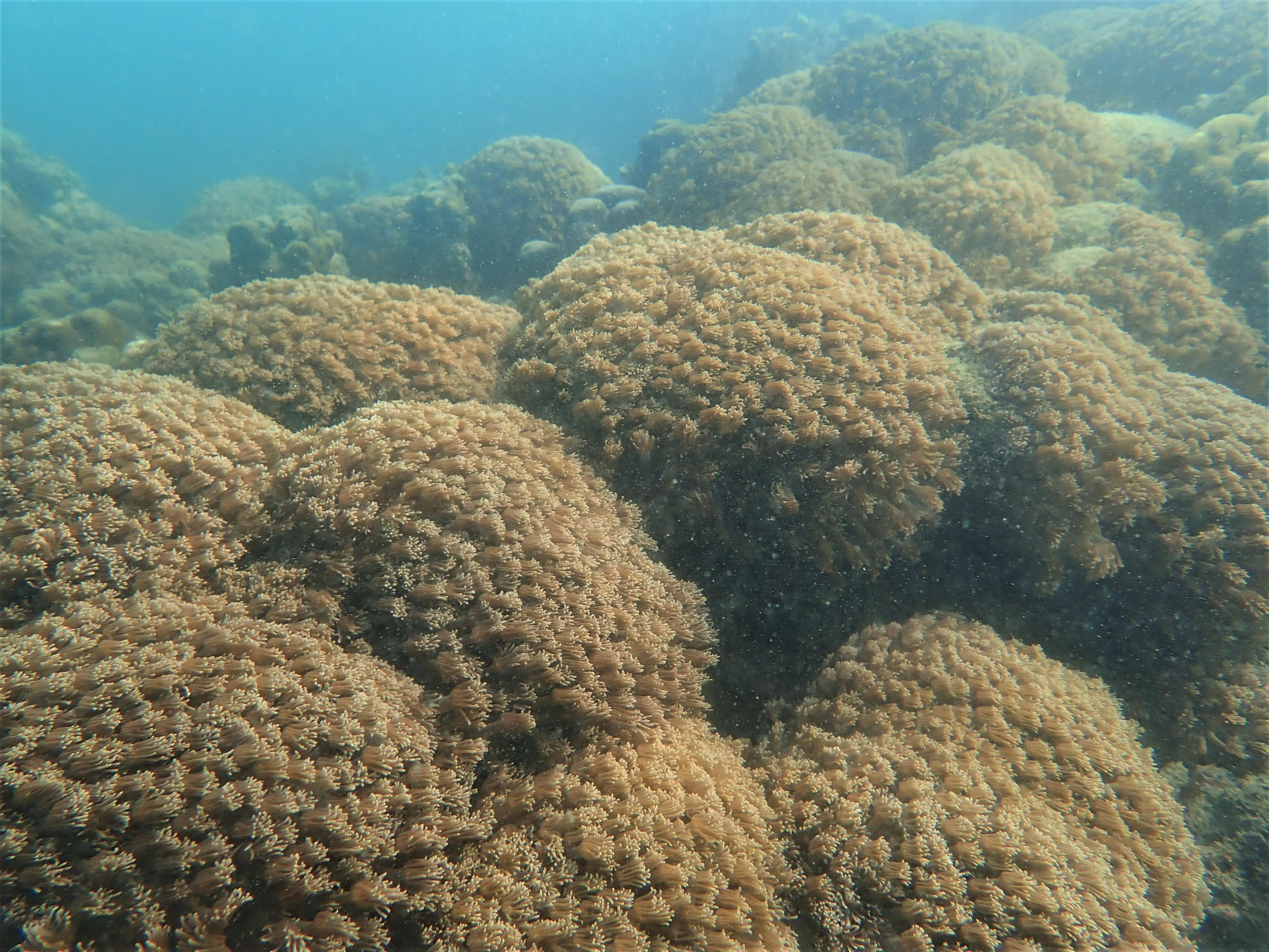 漁農自然護理署今日（十二月十日）公布今年的香港珊瑚礁普查結果，整體珊瑚健康狀況良好，物種多樣性維持於高水平。圖示攝於橋咀洲東的角孔珊瑚。