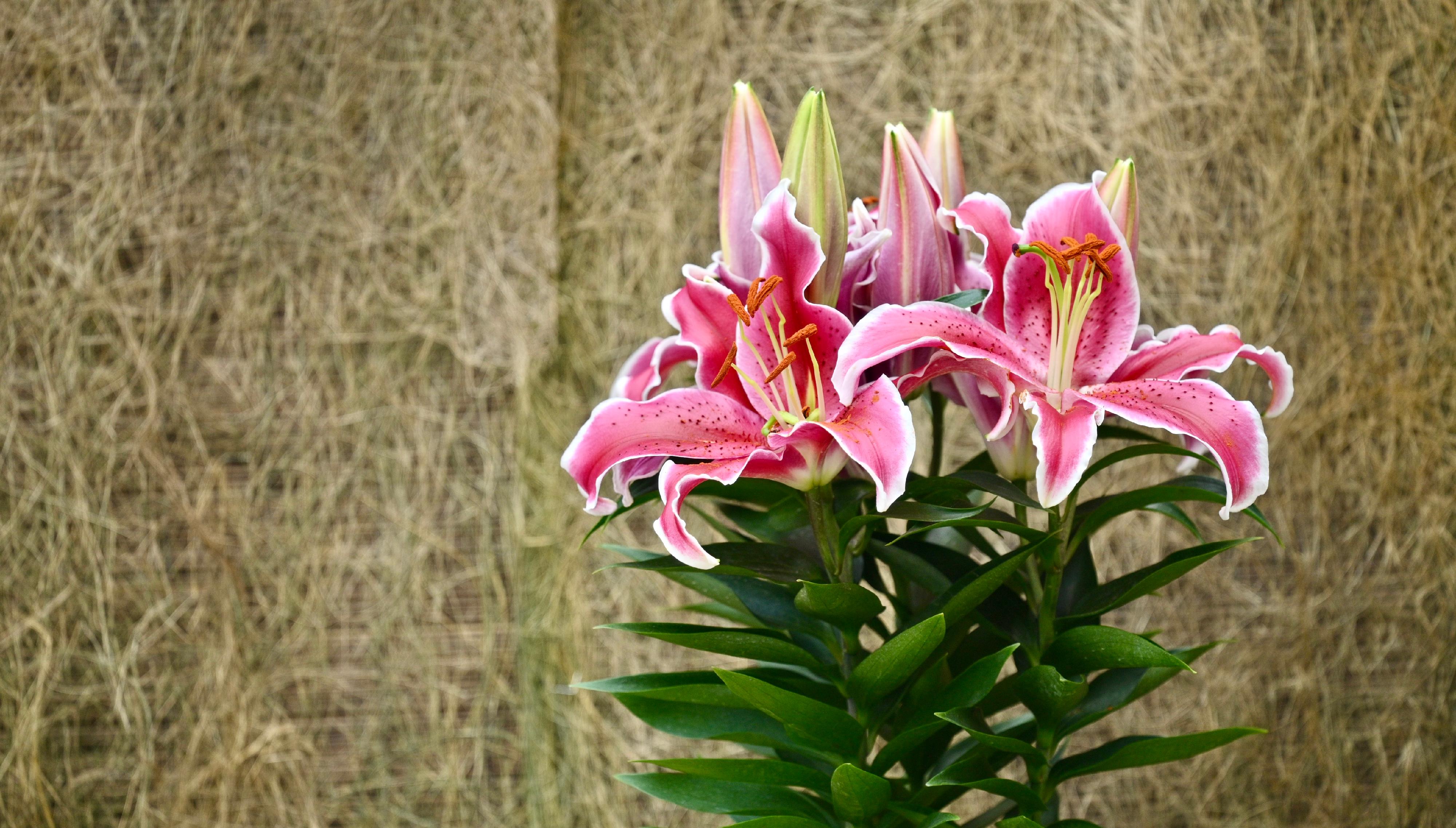 Starting from January 9, a rich variety of about 700 pots of bulb plants will be displayed at a thematic exhibition to be held at the Forsgate Conservatory in Hong Kong Park managed by the Leisure and Cultural Services Department. Photo shows a Lilium in the exhibition.