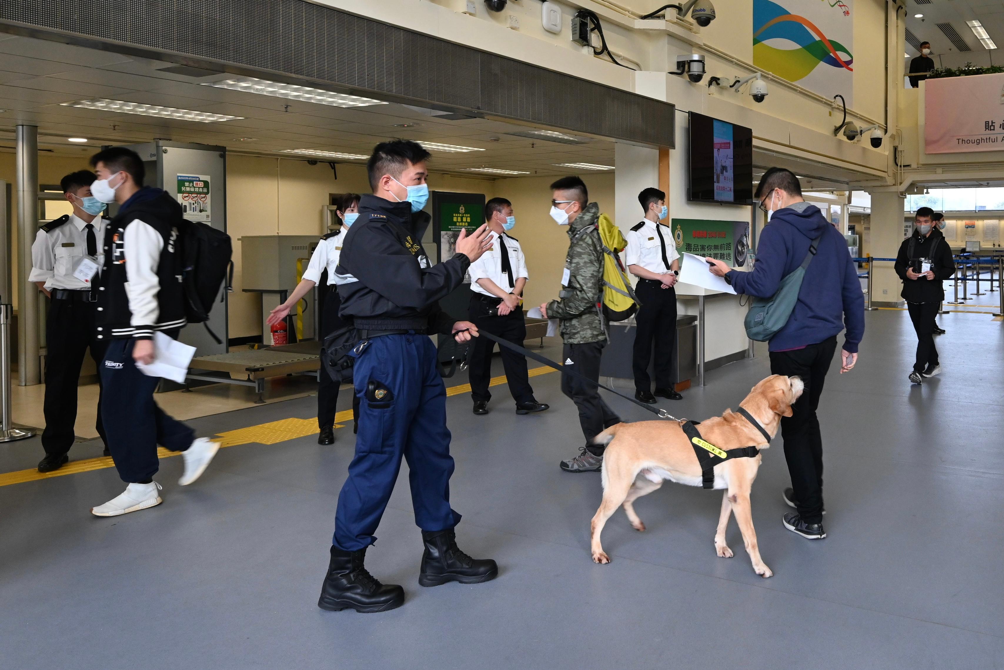 The Security Bureau led the disciplined services to conduct drills at Man Kam To Control Point, Lok Ma Chau Spur Line/Futian Control Point and Shenzhen Bay Control Point today (January 5) to ensure smooth operation of the control points at the beginning of the resumption of normal travel with the Mainland. Photo shows personnel of the Hong Kong Customs and simulated travellers taking part in the drill at Man Kam To Control Point.
