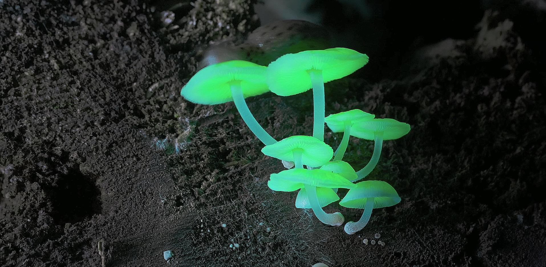 香港太空館天象廳明日（一月十三日）推出全新球幕電影《真菌的神秘王國》。圖示一種發光菇，能吸引昆蟲在夜間幫助它們傳播孢子。