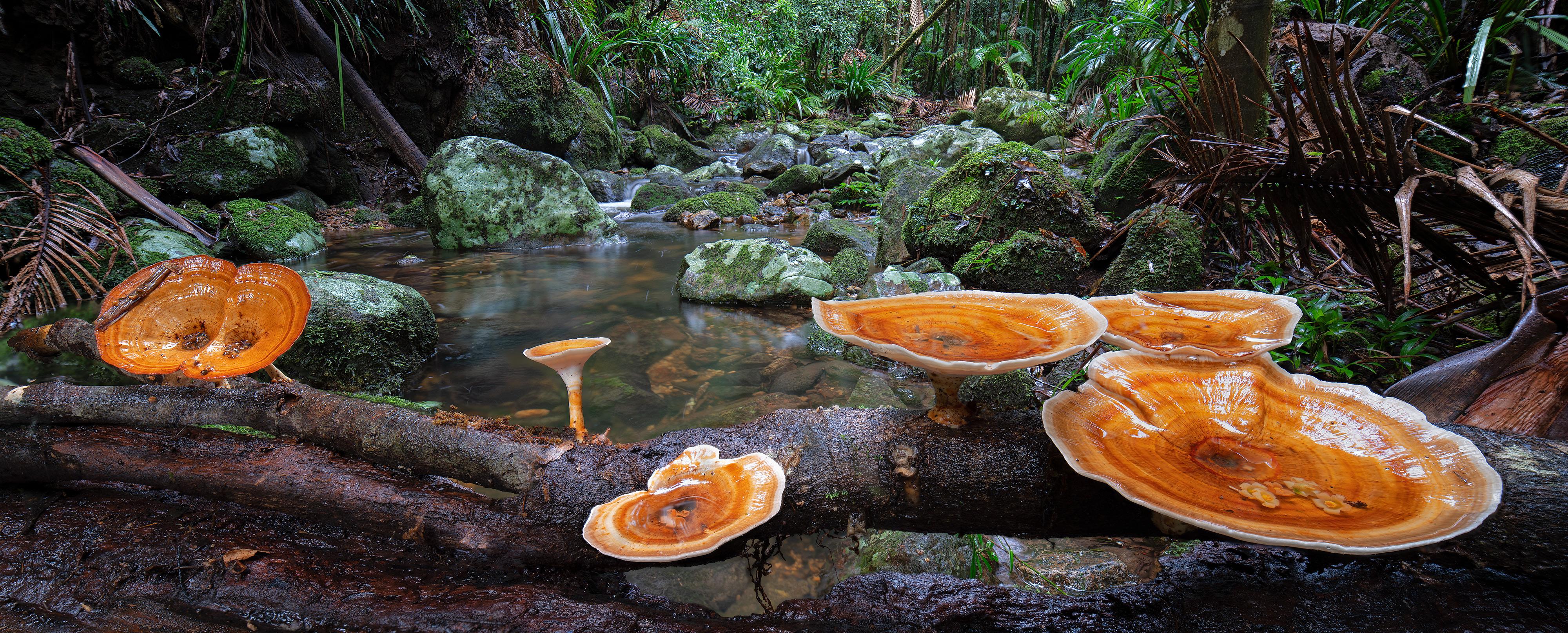 The Hong Kong Space Museum will launch a new dome show "Nature's Hidden Kingdom", at its Space Theatre tomorrow (January 13), taking audiences on a quest to find rare and bizarre fungi in one of the most ancient temperate rainforests on Earth, that of Tarkine in Tasmania, Australia. It will also explore how fungi might help mega-cities address severe environmental challenges facing them.