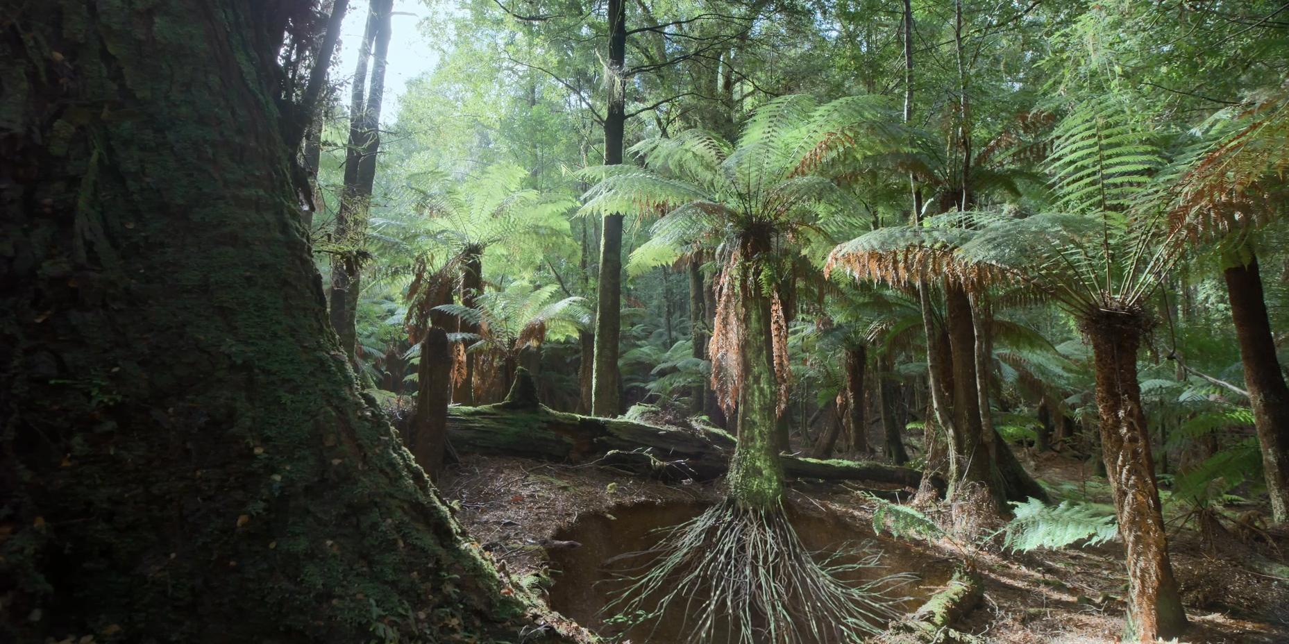The Hong Kong Space Museum will launch a new dome show "Nature's Hidden Kingdom", at its Space Theatre tomorrow (January 13). Picture shows one of the most ancient temperate rainforests on Earth, that of Tarkine in Tasmania, Australia. Over 90 per cent of plants rely on fungi to connect to their roots and shuttle nutrients to the plant. A single plant can form relationships with hundreds of different fungi and a single fungus can connect to more than one plant. This underground shared network is often called the "wood wide web".