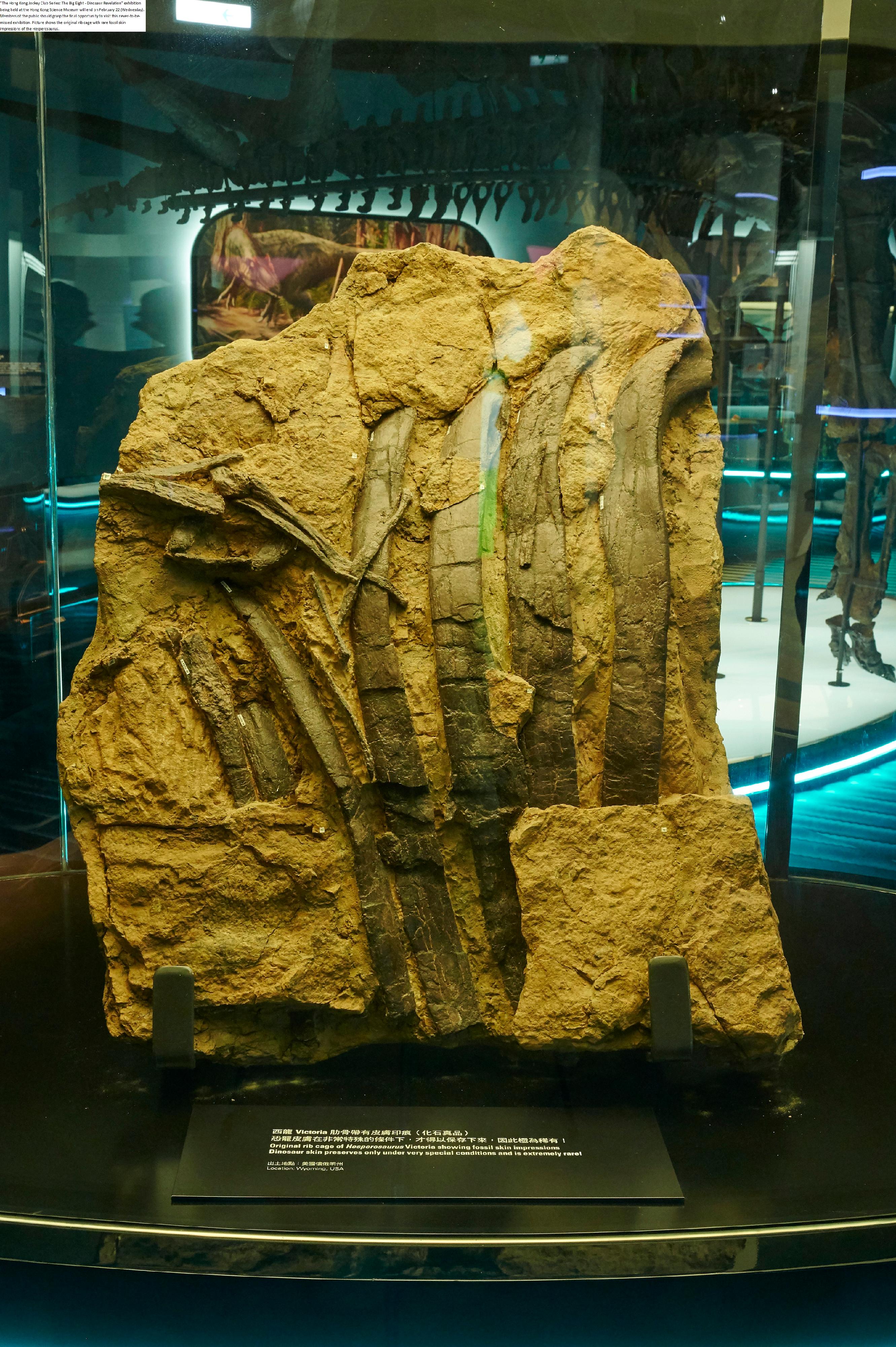 "The Hong Kong Jockey Club Series: The Big Eight - Dinosaur Revelation" exhibition being held at the Hong Kong Science Museum will end on February 22 (Wednesday). Members of the public should grasp the final opportunity to visit this not-to-be-missed exhibition. Picture shows the original rib cage with rare fossil skin impressions of the Hesperosaurus.