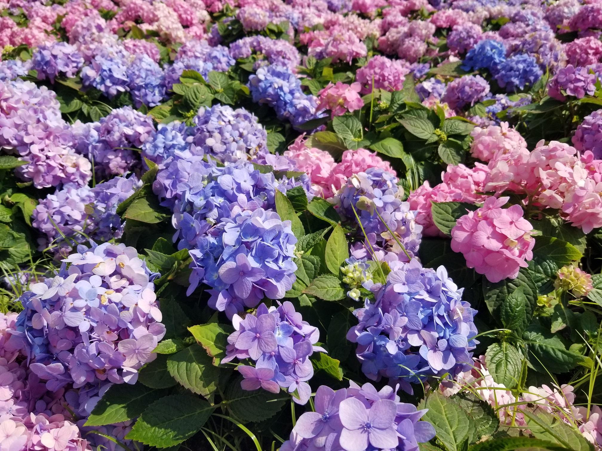 香港花卉展覽三月十日至十九日在維多利亞公園舉行，以花形嬌美獨特的繡球花為主題花。繡球花碩大亮麗，適合在庭院和花壇廣泛栽種，亦可以盆栽種植。

