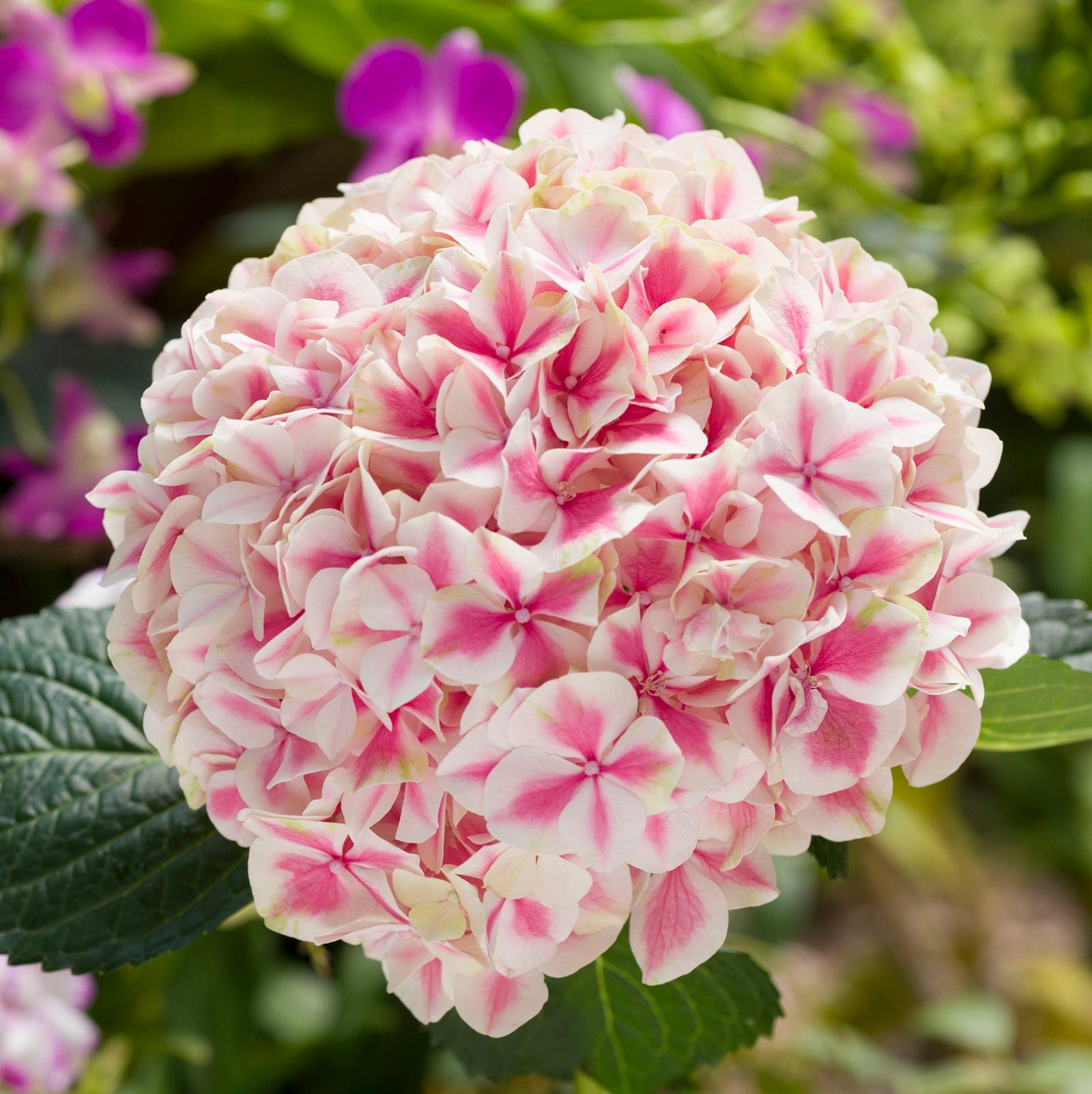 The Hong Kong Flower Show will be held from March 10 to 19 in Victoria Park, with the gorgeous and uniquely grown hydrangea as the theme flower. The hydrangea is renowned for its glamorous large flowers and splendid colours in full bloom.
