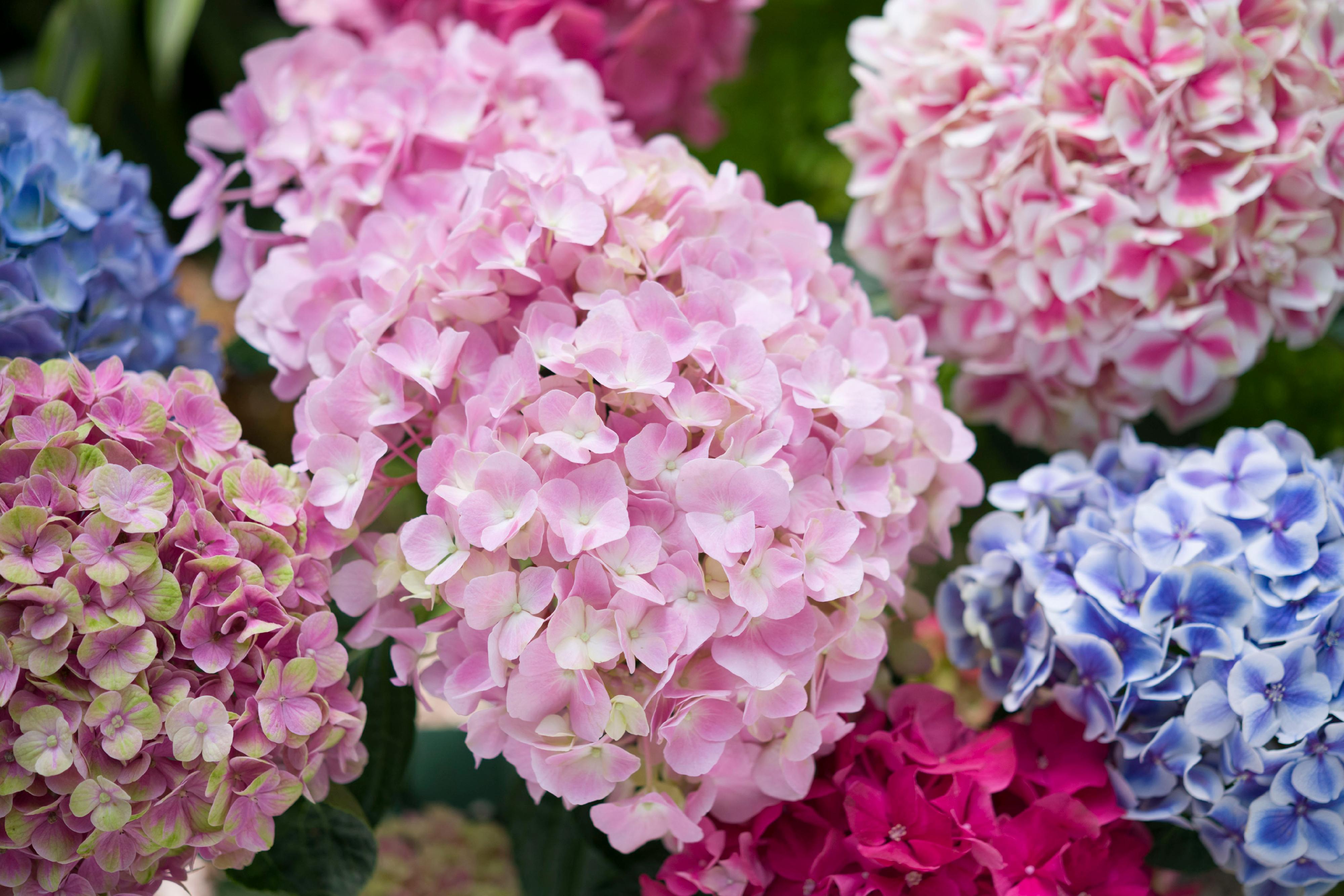 The Hong Kong Flower Show will be held from March 10 to 19 in Victoria Park, with the gorgeous and uniquely grown hydrangea as the theme flower. Native to China and Japan, hydrangeas are a deciduous shrub of the hydrangea family consisting of dozens of species.
