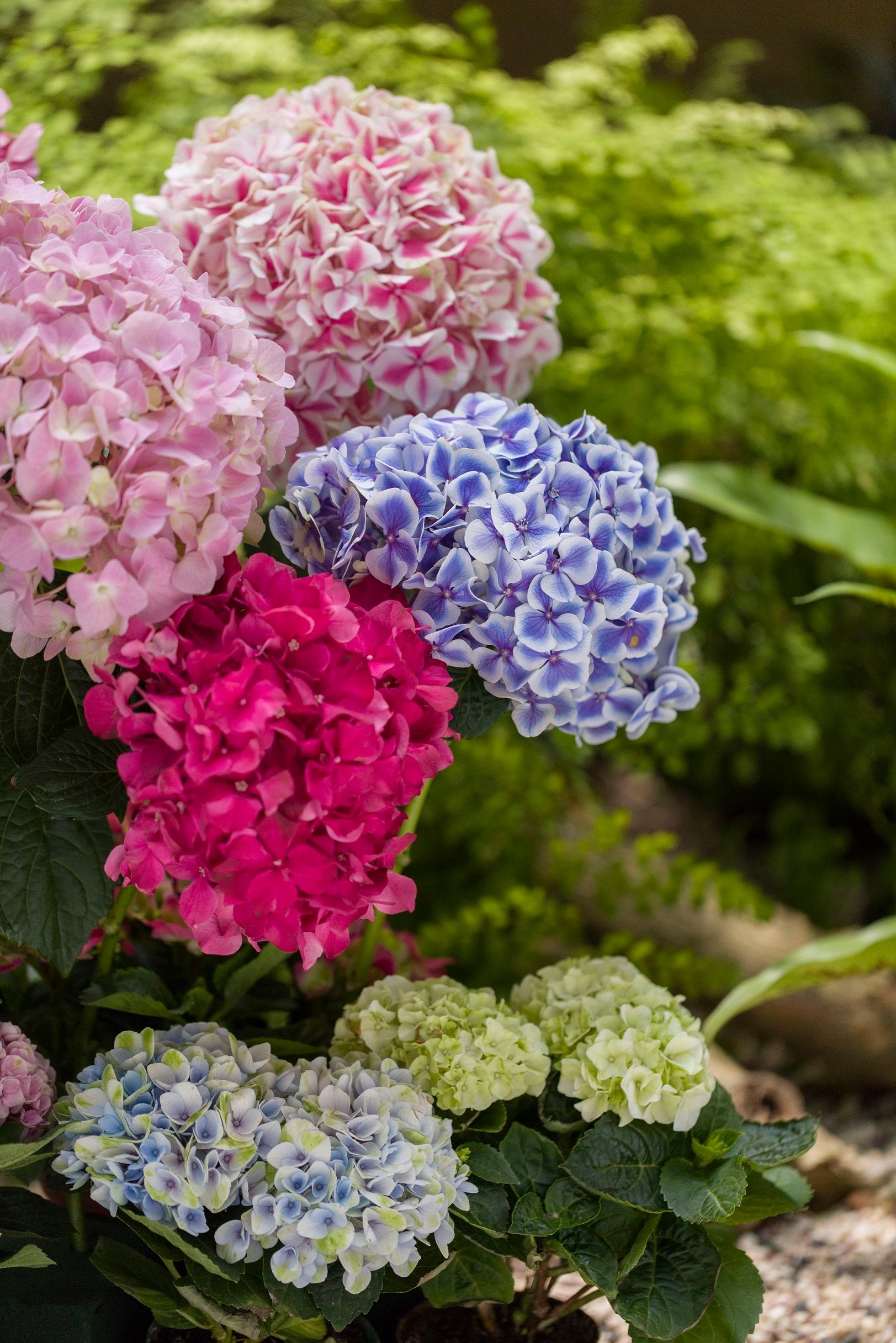 The Hong Kong Flower Show will be held from March 10 to 19 in Victoria Park, with the gorgeous and uniquely grown hydrangea as the theme flower. Common colours of hydrangeas include purple, blue, pink, purple-red, white and green.