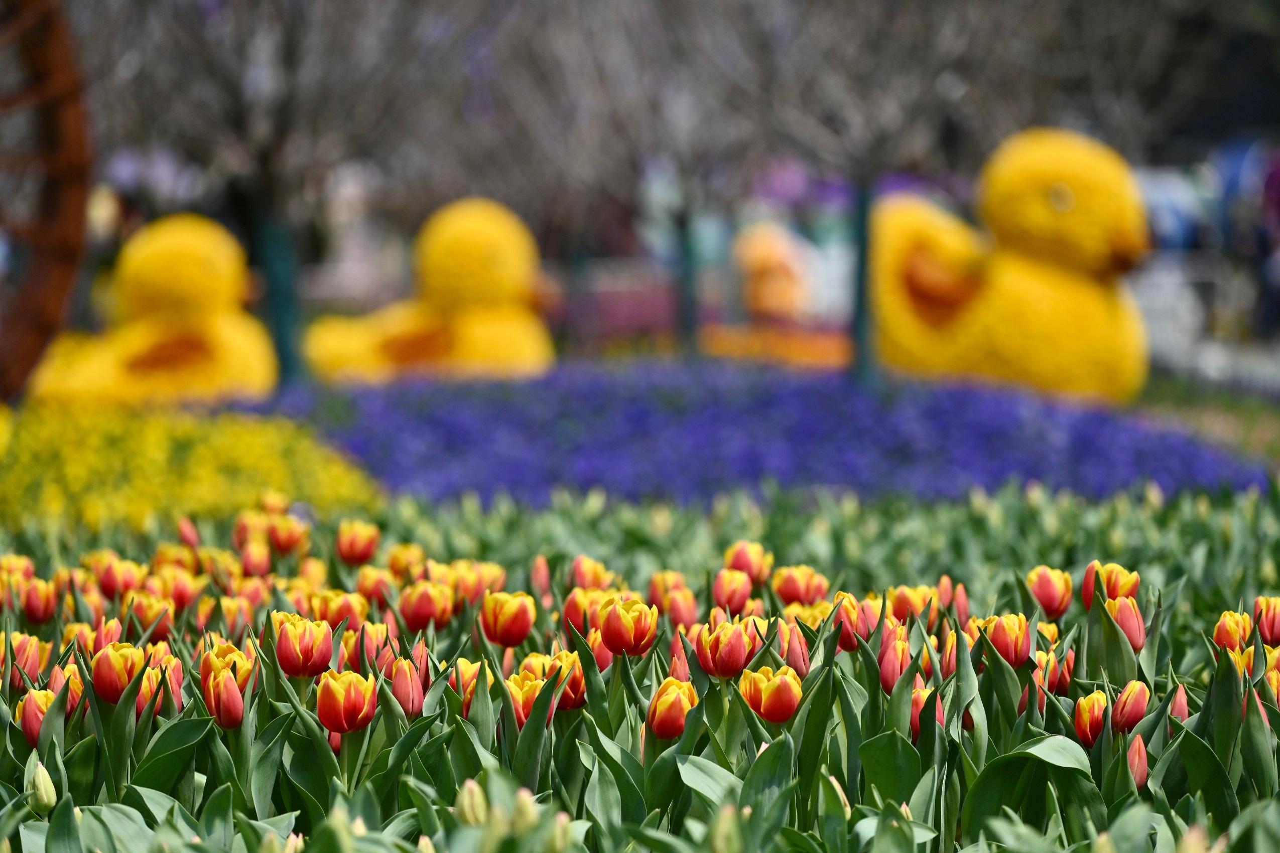 二零二三年香港花卉展覽（花展）明日（三月十日）至三月十九日在維多利亞公園舉行。今年花展的主題花是繡球花，以「繡麗綻放、幸福滿載」為主題。圖示深受歡迎的鬱金香花海，將繼續成為遊人「打卡」熱點。