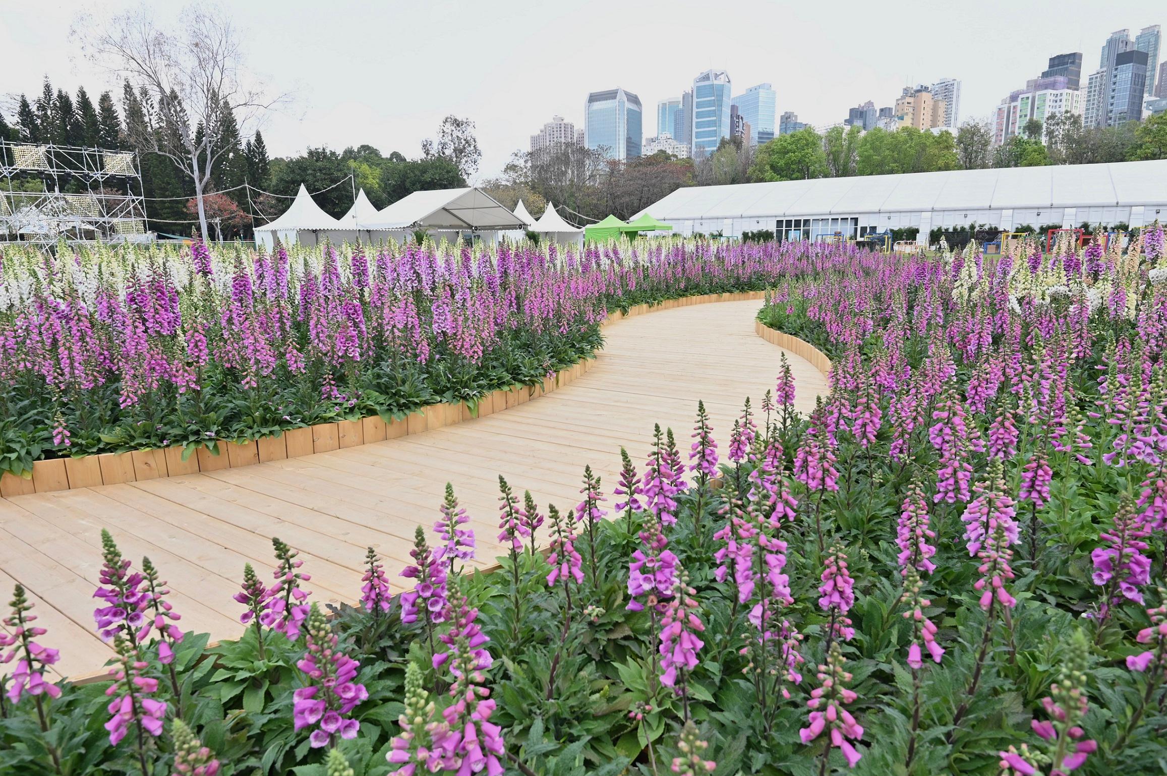 The Hong Kong Flower Show 2023 will be held at Victoria Park from tomorrow (March 10) until March 19. This year's flower show features "Bliss in Bloom" as the main theme and hydrangea as the theme flower. Photo shows a sea of foxgloves set up on the central lawn. With its distinctive arrangement as an elongated bell-shaped cluster, the foxglove flower sea will be another popular attraction of the flower show without doubt.