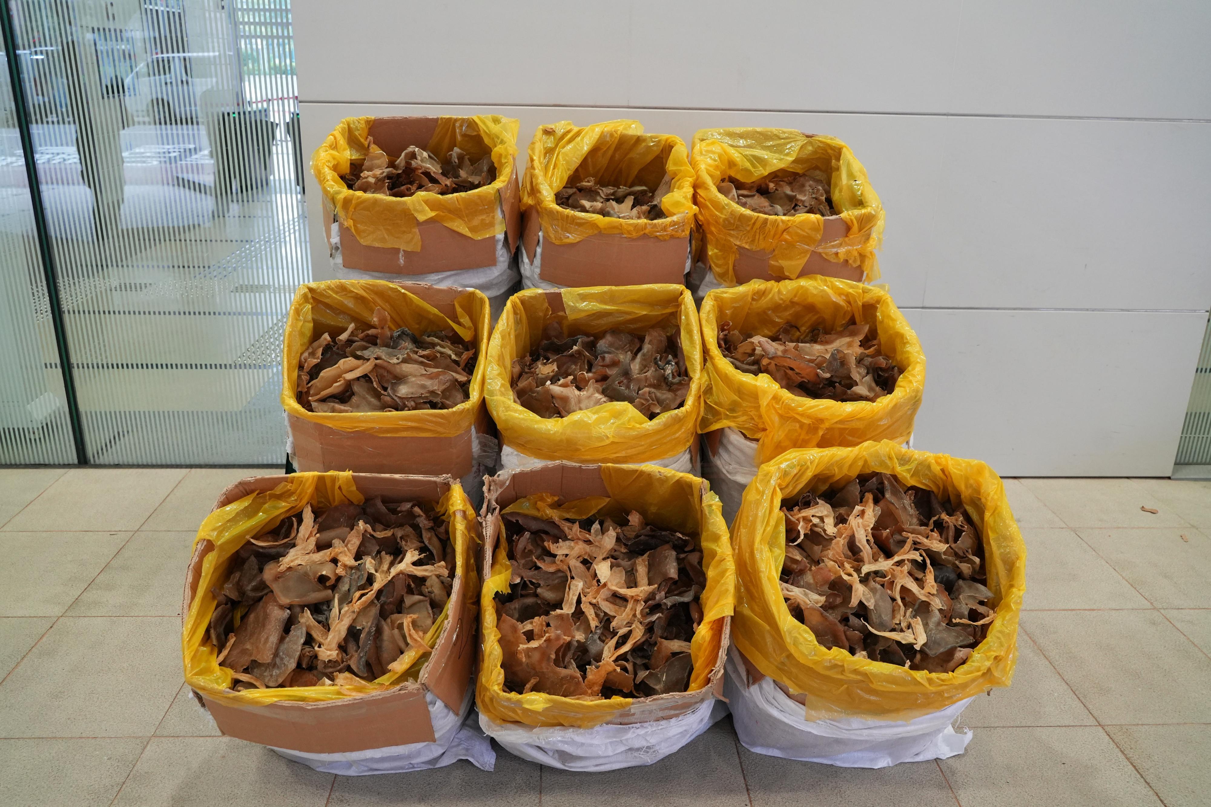 Hong Kong Customs detected two illegal import cases of suspected scheduled endangered species at Hong Kong International Airport on March 9. A total of about 270 kilograms of suspected scheduled dried fish maws and about 50kg of suspected scheduled dried shark fins, with an estimated market value of about $300,000, were seized. Photo shows the suspected scheduled dried fish maws, mix-loaded with a large quantity of non-scheduled dried fish maws, seized by Customs officers in the first case.