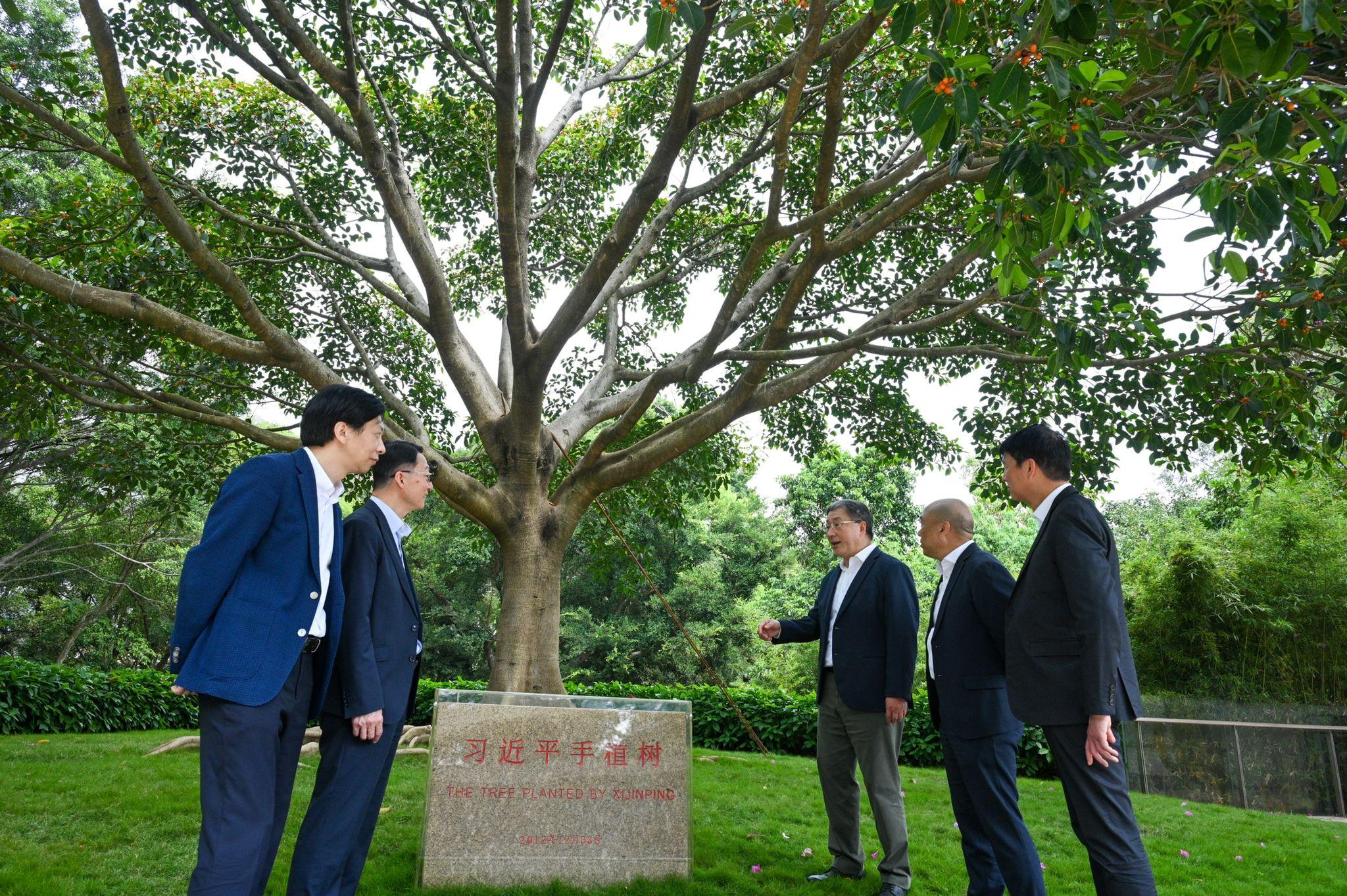 The Deputy Chief Secretary for Administration, Mr Cheuk Wing-hing (third right); the Director of Highways, Mr Jimmy Chan (first right); and the Director of Leisure and Cultural Services, Mr Vincent Liu (second left), view the tree planted by Xi Jinping at Lianhuashan Park in Shenzhen today (March 23). The Director-General of the Urban Administration and Law Enforcement Bureau of Shenzhen Municipality, Mr Zhang Guohong (second right), and Deputy Director of the Hong Kong and Macao Affairs Office of the Shenzhen Municipal People's Government Mr He Xinhong (first left) are also present to give a brief introduction.