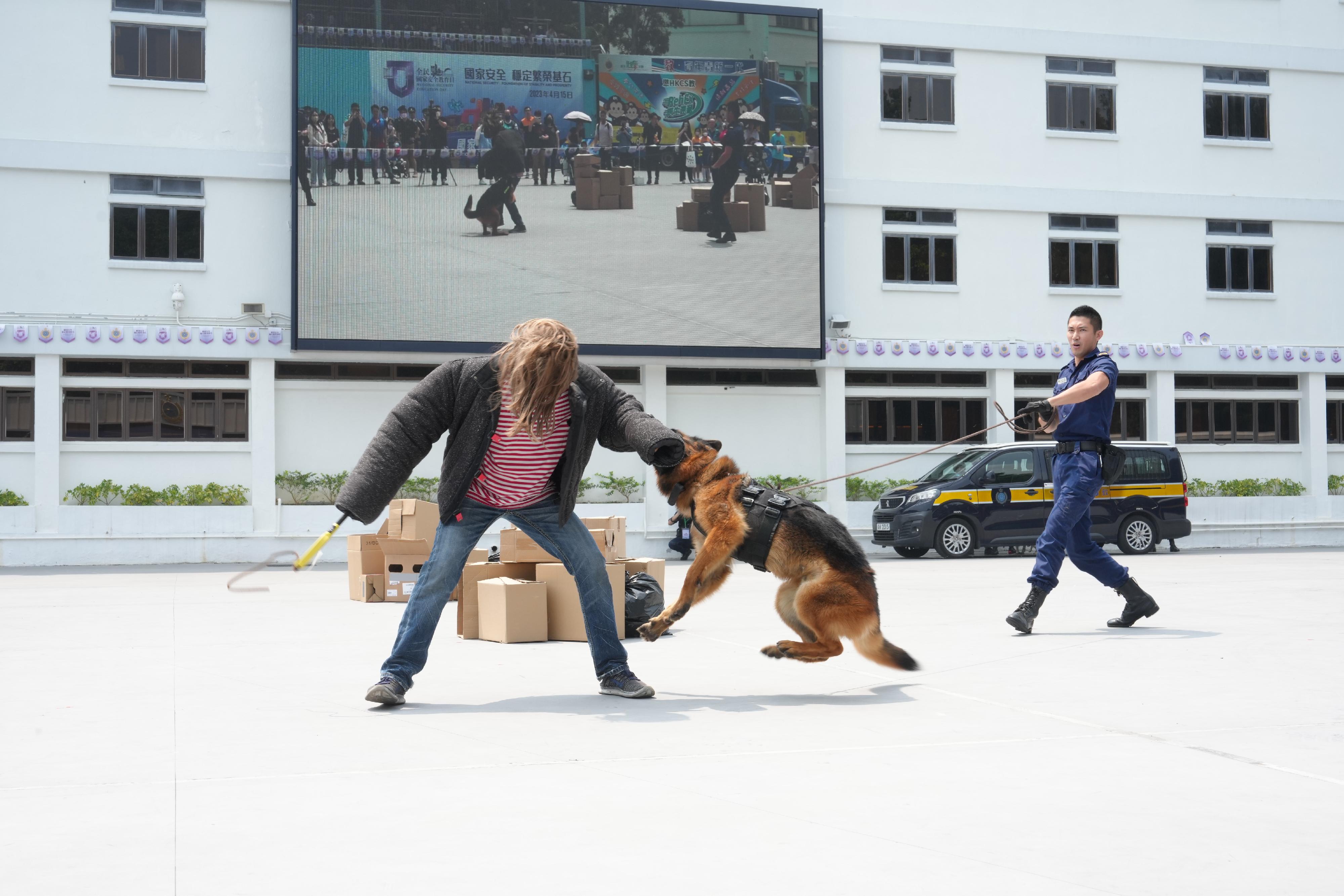 The Correctional Services Department held an open day at the Hong Kong Correctional Services Academy today (April 15), the National Security Education Day, to deepen the public's understanding of national security and the work of the department, including its work and effectiveness in safeguarding national security. Photo shows a demonstration by the Dog Unit.