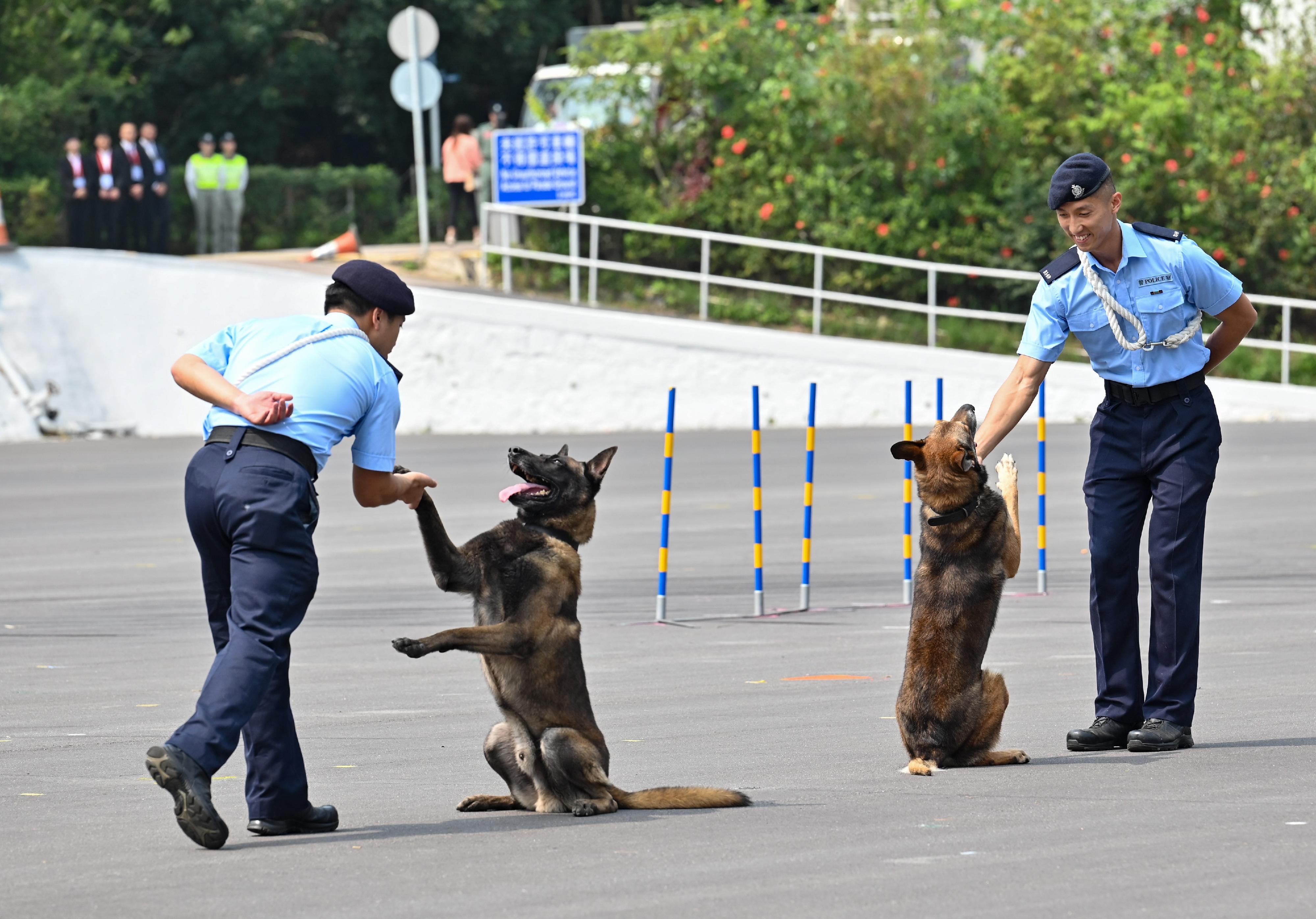 The Police Force held an open day in support of the National Security Education Day at Hong Kong Police College today (April 15). Photo shows a performance of the Police Dog Unit in the grand show.
