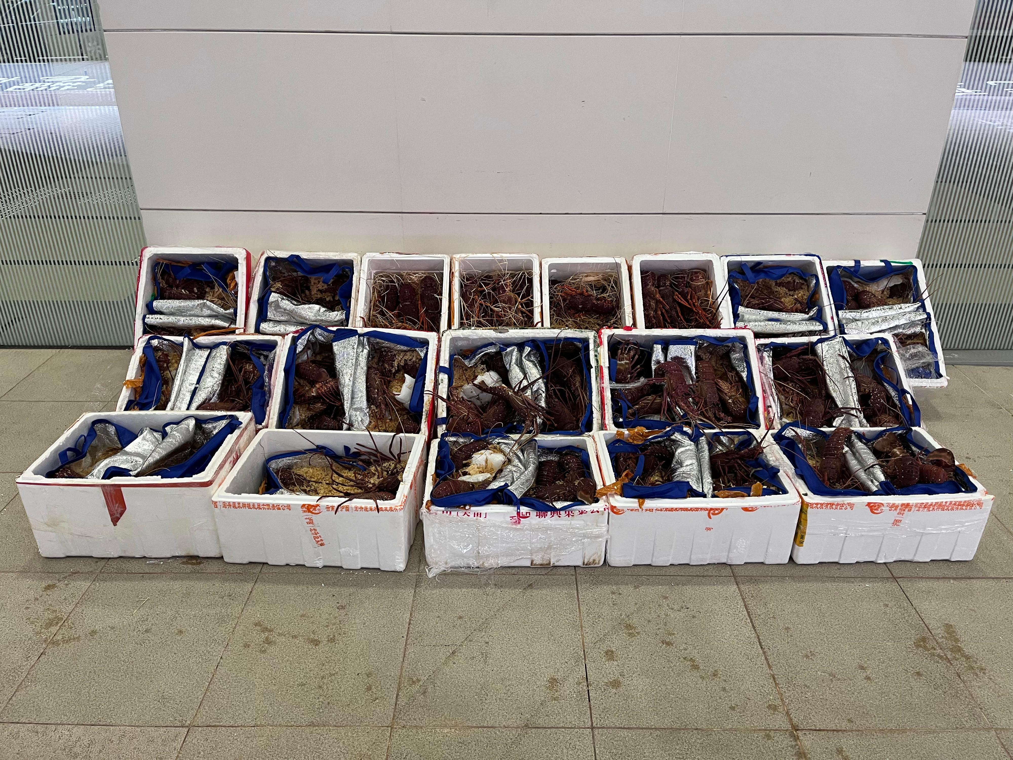 Hong Kong Customs yesterday (April 28) mounted an anti-smuggling operation at the Hong Kong-Zhuhai-Macao Bridge Hong Kong Port and detected a suspected smuggling case involving a cross-boundary private car. About 280 kilograms of unmanifested live lobsters and 70 pieces of unmanifested high-value computer display cards with a total estimated market value of about $600,000 were seized. Photo shows the unmanifested live lobsters seized.