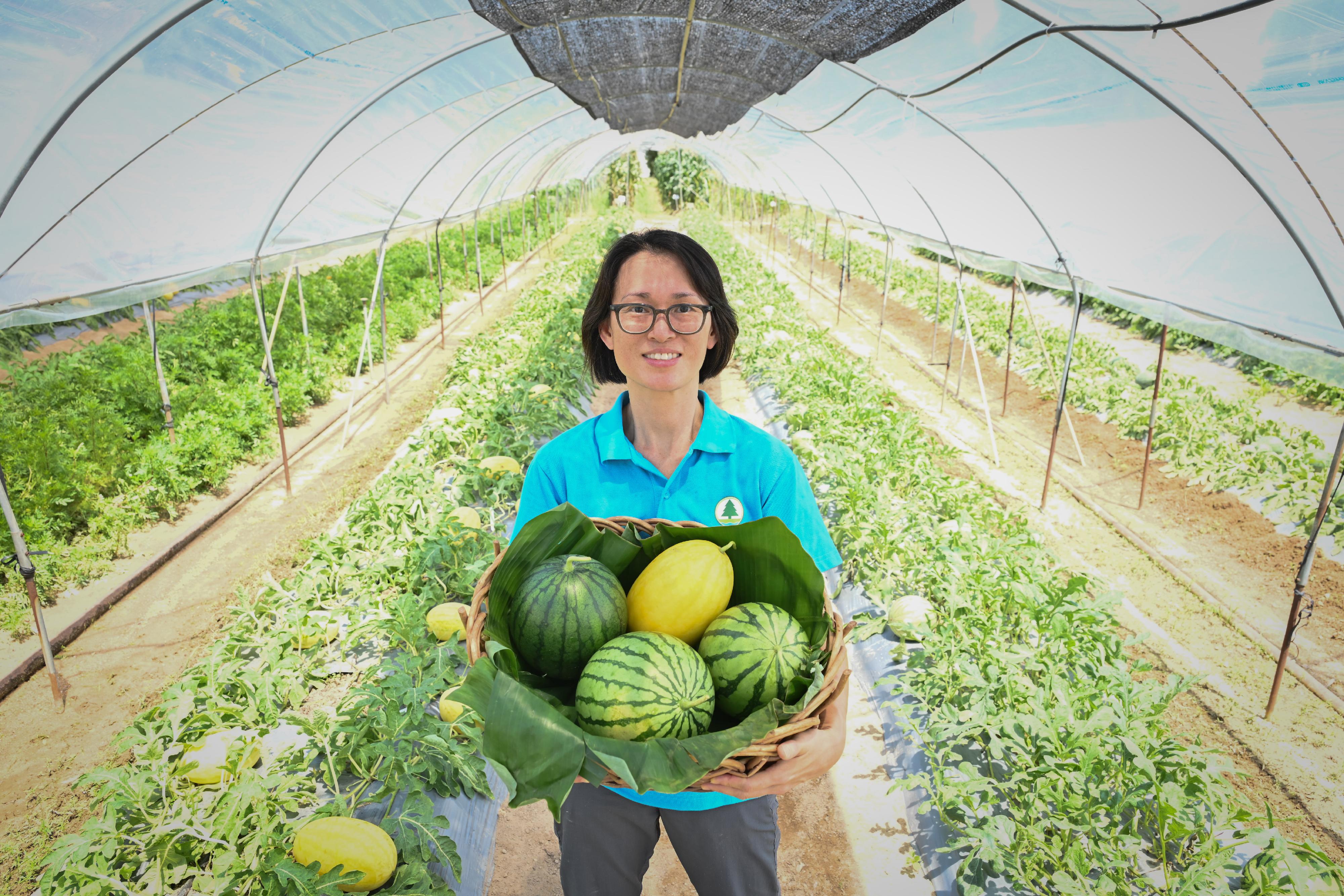The Agriculture, Fisheries and Conservation Department (AFCD) will hold the Local Organic Watermelon Festival 2023, which is the first event of the Happy Hong Kong - A and F Carnival, from June 22. The AFCD today (June 19) introduced four highlighted varieties of organic watermelons for the occasion. Photo shows AFCD Agricultural Officer (Horticulture) Ms Wong Mun-wai introducing the highlighted varieties of watermelons as part of the department's promotion of environmentally friendly cultivation practices through organic farming.