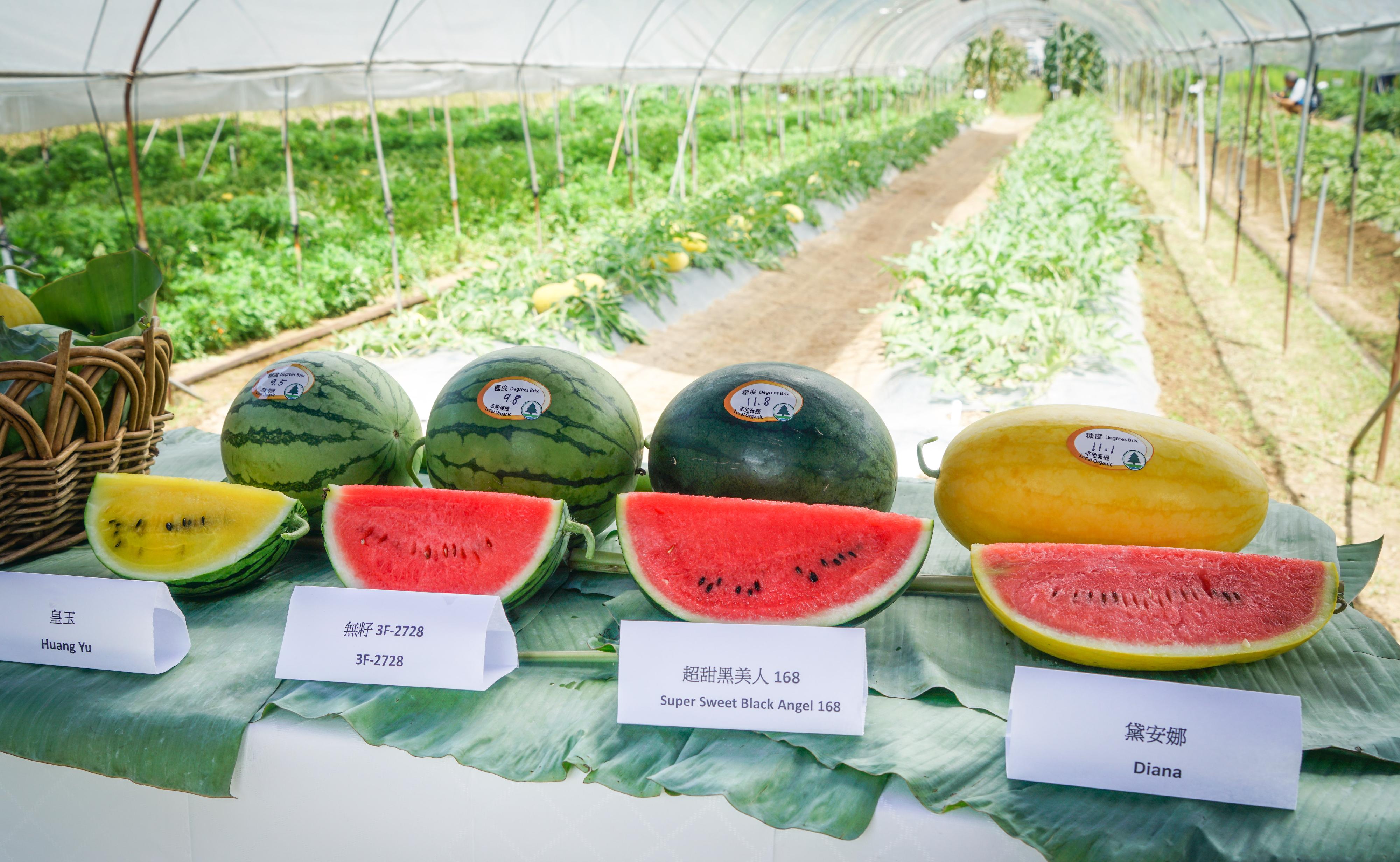 The Agriculture, Fisheries and Conservation Department (AFCD) will hold the Local Organic Watermelon Festival 2023, which is the first event of the Happy Hong Kong - A and F Carnival, from June 22. The AFCD today (June 19) introduced four highlighted varieties of organic watermelons for the occasion. Photo shows those varieties with sweetness labels, namely (from left) Huang Yu, seedless 3F-2728, Super Sweet Black Angel 168 and Diana.
