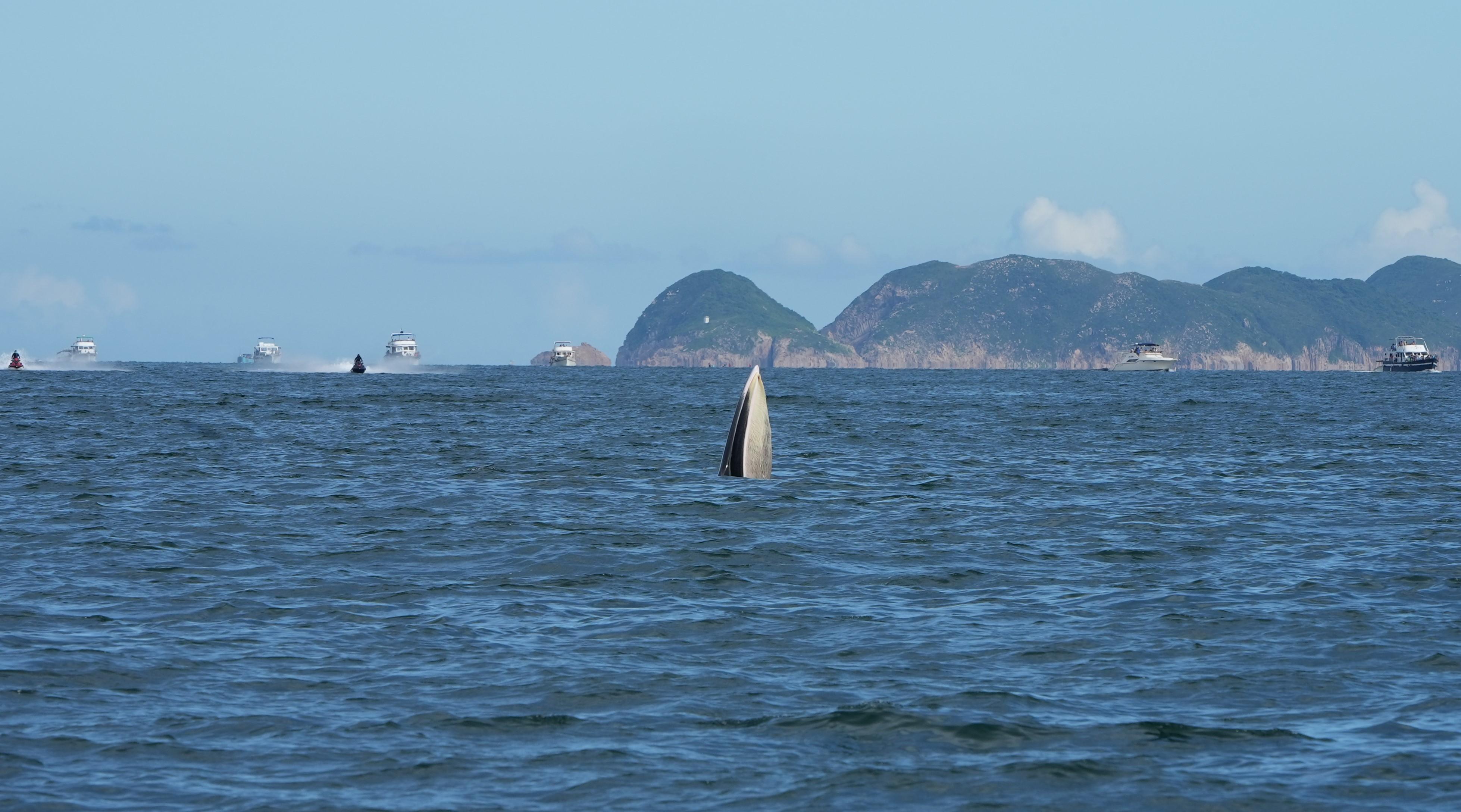 就近日西貢水域有鯨魚出現，漁農自然護理署今日（七月二十六日）強烈勸喻市民不要追蹤鯨魚。圖示鯨魚出沒的海域有多艘船隻及水上活動。
