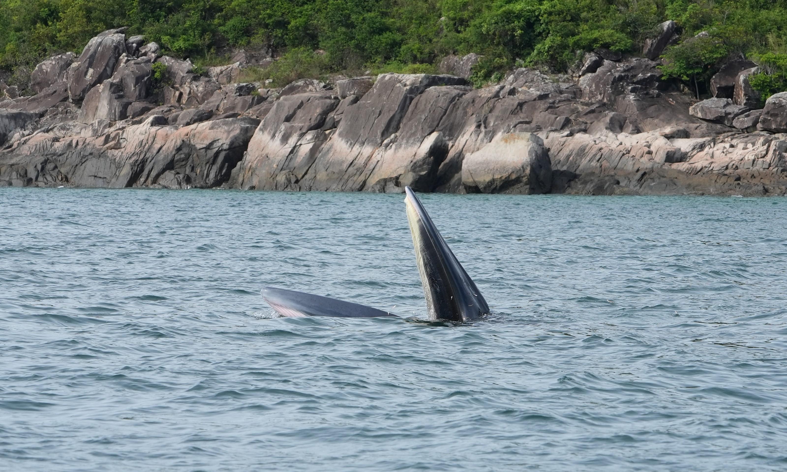 Regarding the recent sighting of a whale in Sai Kung waters, the Agriculture, Fisheries and Conservation Department today (July 26) strongly urges members of the public not to pursue the whale. Photo shows the suspected Bryde's whale.
