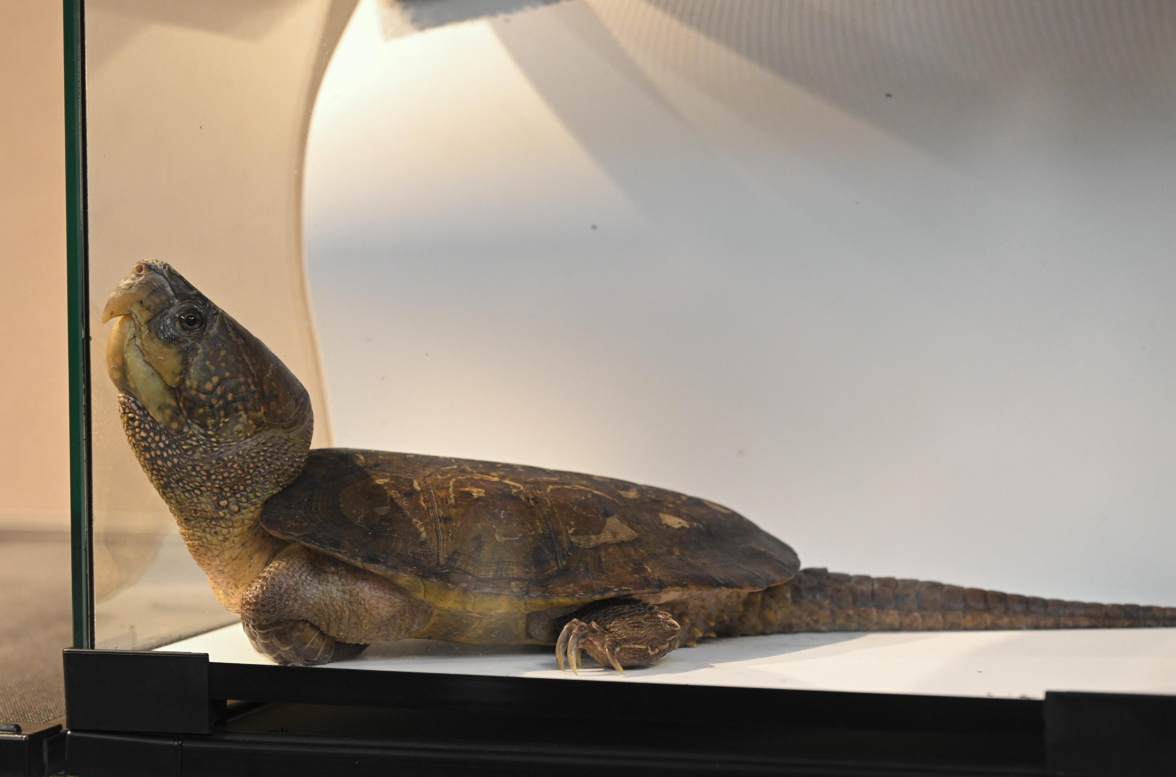 The Agriculture, Fisheries and Conservation Department conducted a joint operation with the Police on July 19. Twenty-nine specimens of endangered turtles, seven suspected turtle eggs and some tools suspected for hunting purposes were seized on some premises in Tai Po and a male suspect was arrested. Photo shows one of the seized big-headed turtles (Platysternon megacephalum).