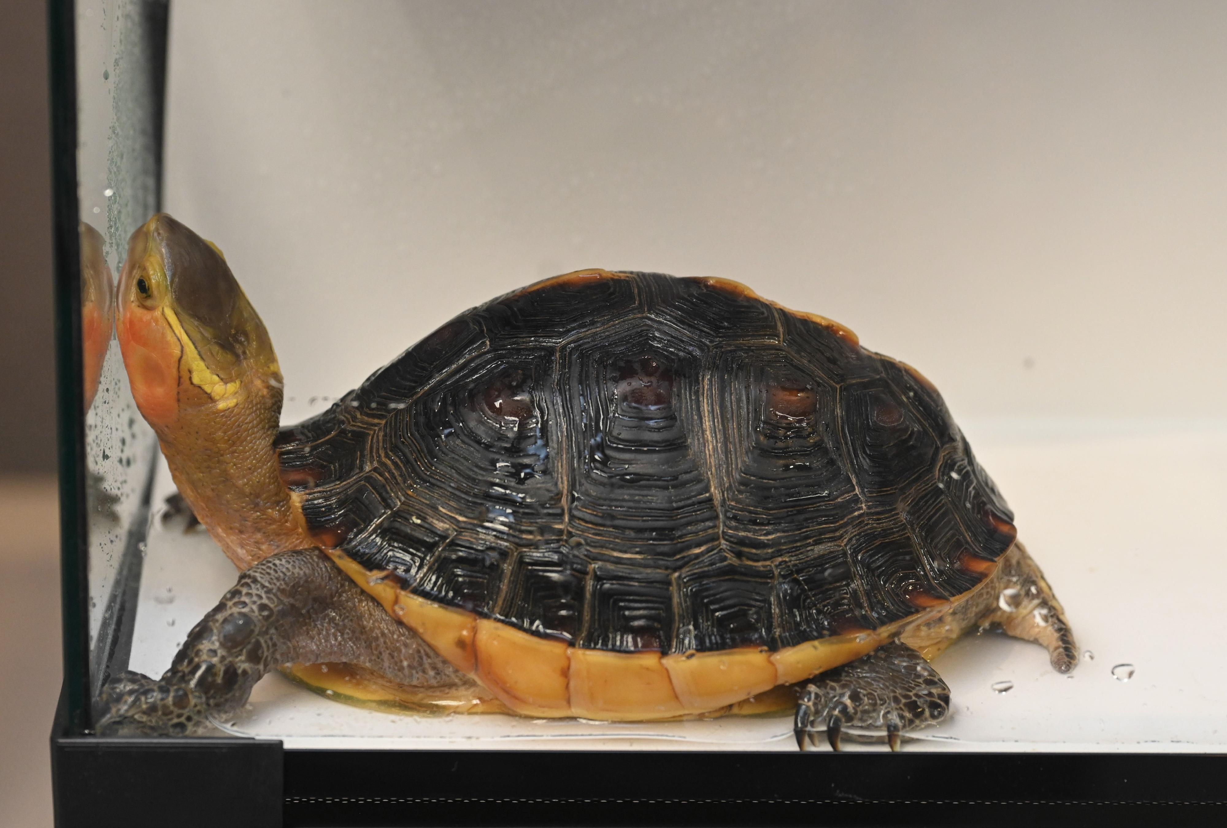The Agriculture, Fisheries and Conservation Department conducted a joint operation with the Police on July 19. Twenty-nine specimens of endangered turtles, seven suspected turtle eggs and some tools suspected for hunting purposes were seized on some premises in Tai Po and a male suspect was arrested. Photo shows one of the seized yellow-margined box turtles (Cuora flavomarginata).