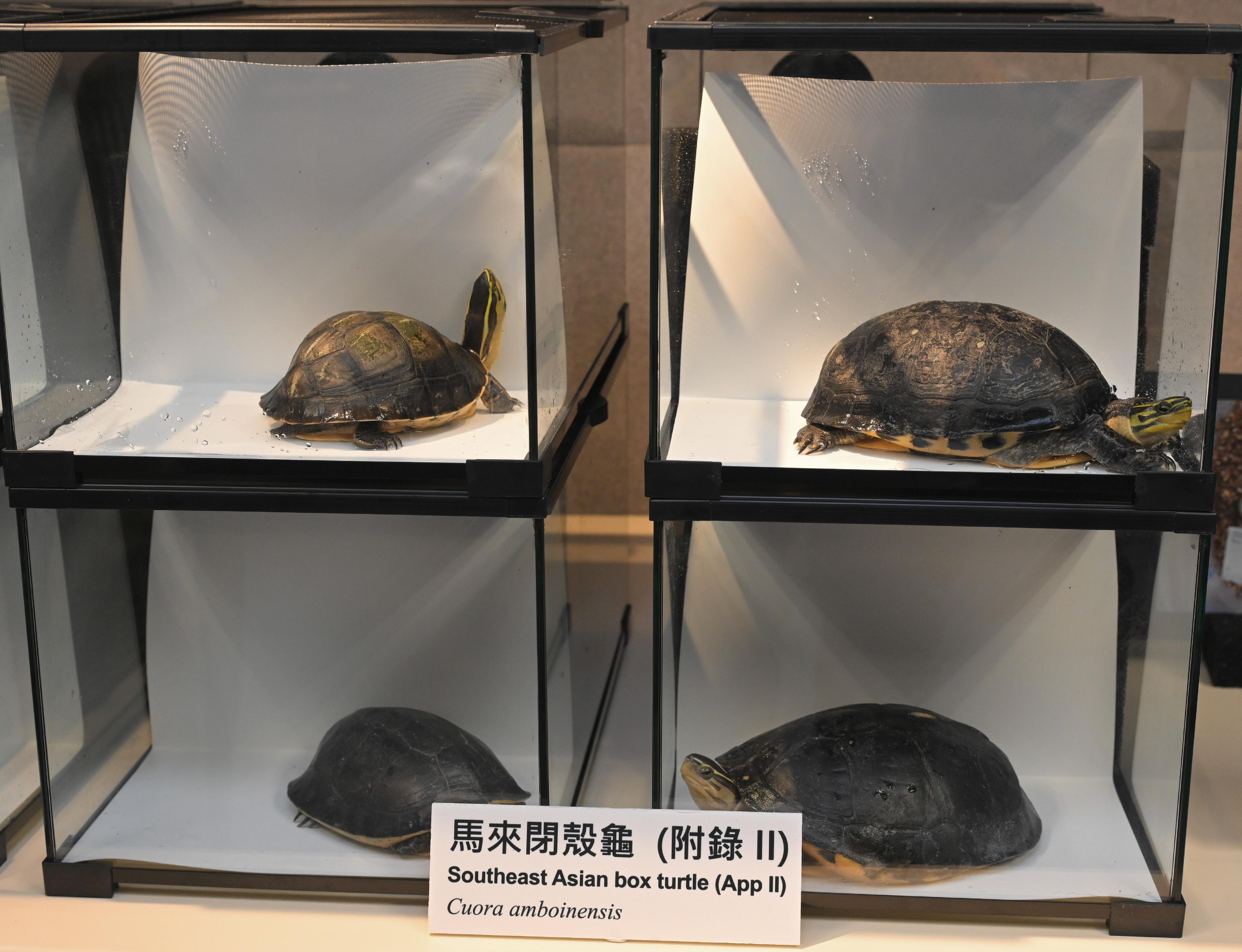 The Agriculture, Fisheries and Conservation Department conducted a joint operation with the Police on July 19. Twenty-nine specimens of endangered turtles, seven suspected turtle eggs and some tools suspected for hunting purposes were seized on some premises in Tai Po and a male suspect was arrested. Photo shows the seized Southeast Asian box turtles (Cuora amboinensis).