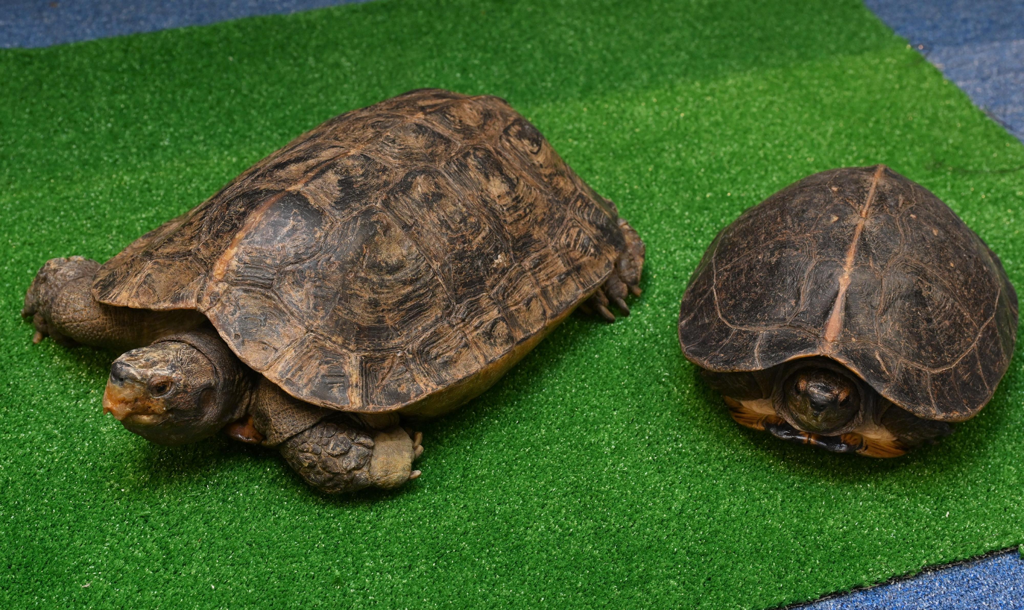 The Agriculture, Fisheries and Conservation Department conducted a joint operation with the Police on July 19. Twenty-nine specimens of endangered turtles, seven suspected turtle eggs and some tools suspected for hunting purposes were seized on some premises in Tai Po and a male suspect was arrested. Photo shows the seized Giant Asian pond turtles (Heosemys grandis).