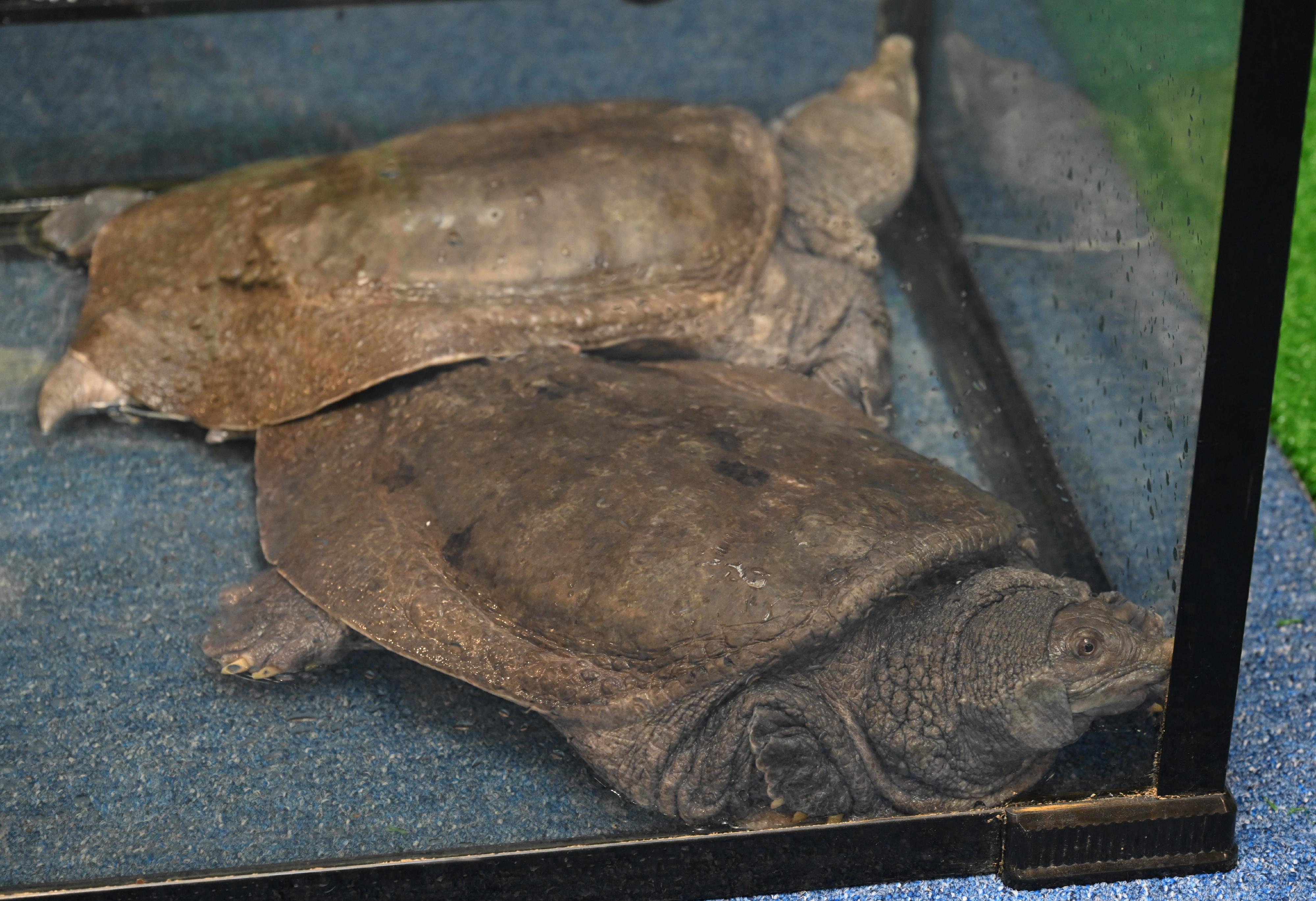 The Agriculture, Fisheries and Conservation Department conducted a joint operation with the Police on July 19. Twenty-nine specimens of endangered turtles, seven suspected turtle eggs and some tools suspected for hunting purposes were seized on some premises in Tai Po and a male suspect was arrested. Photo shows two of the seized wattle-necked softshell turtles (Palea steindachneri).