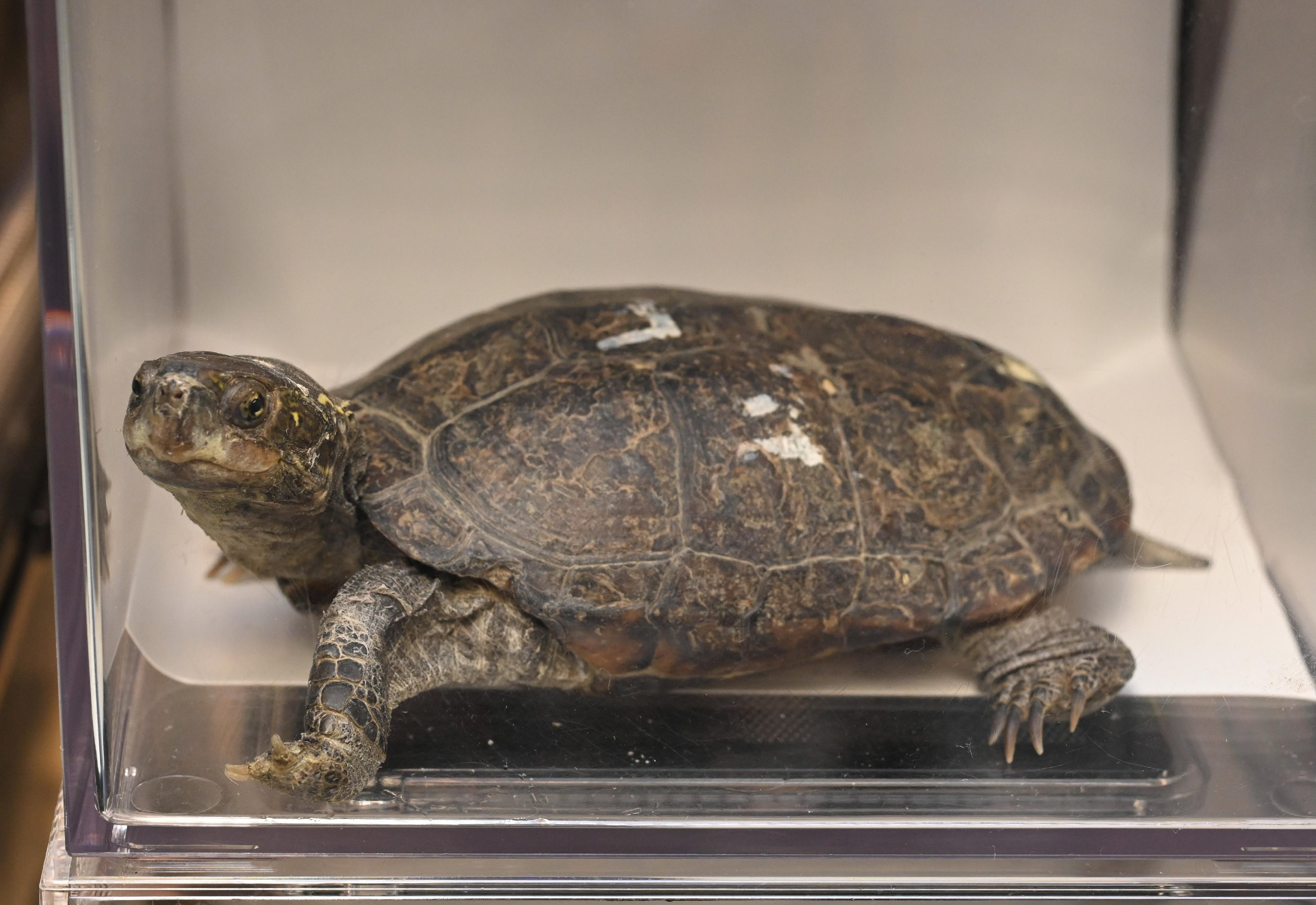 The Agriculture, Fisheries and Conservation Department conducted a joint operation with the Police on July 19. Twenty-nine specimens of endangered turtles, seven suspected turtle eggs and some tools suspected for hunting purposes were seized on some premises in Tai Po and a male suspect was arrested. Photo shows one of the seized Reeve's turtles (Mauremys reevesii).