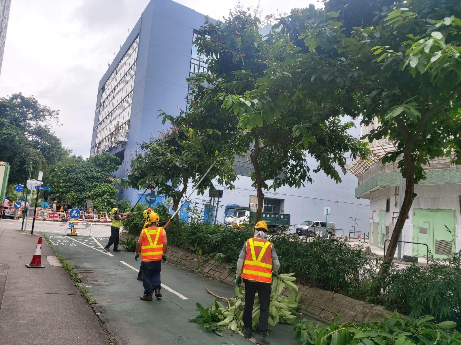 發展局樹木管理辦事處因應超強颱風蘇拉提醒樹木管理部門採取風險緩減措施。圖示康樂及文化事務署今日（八月三十一日）安排人員減裁樹冠以減低樹木被吹倒的風險。