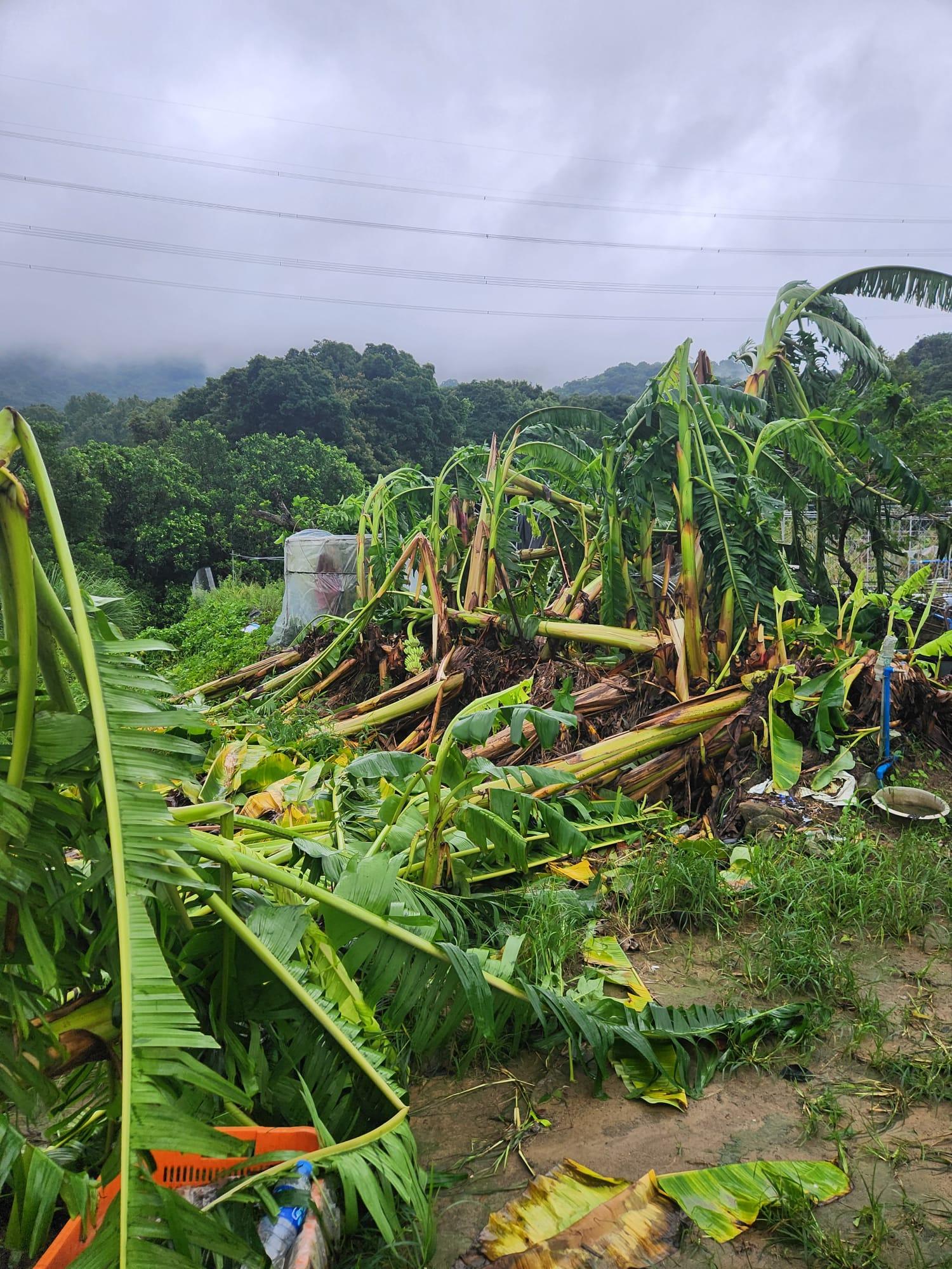 受颱風蘇拉影響而導致嚴重損失的本地農戶及養魚戶明日（九月五日）至九月十三日可向漁農自然護理署登記申請緊急救援基金。圖示一塊被颱風損毀的農田。
