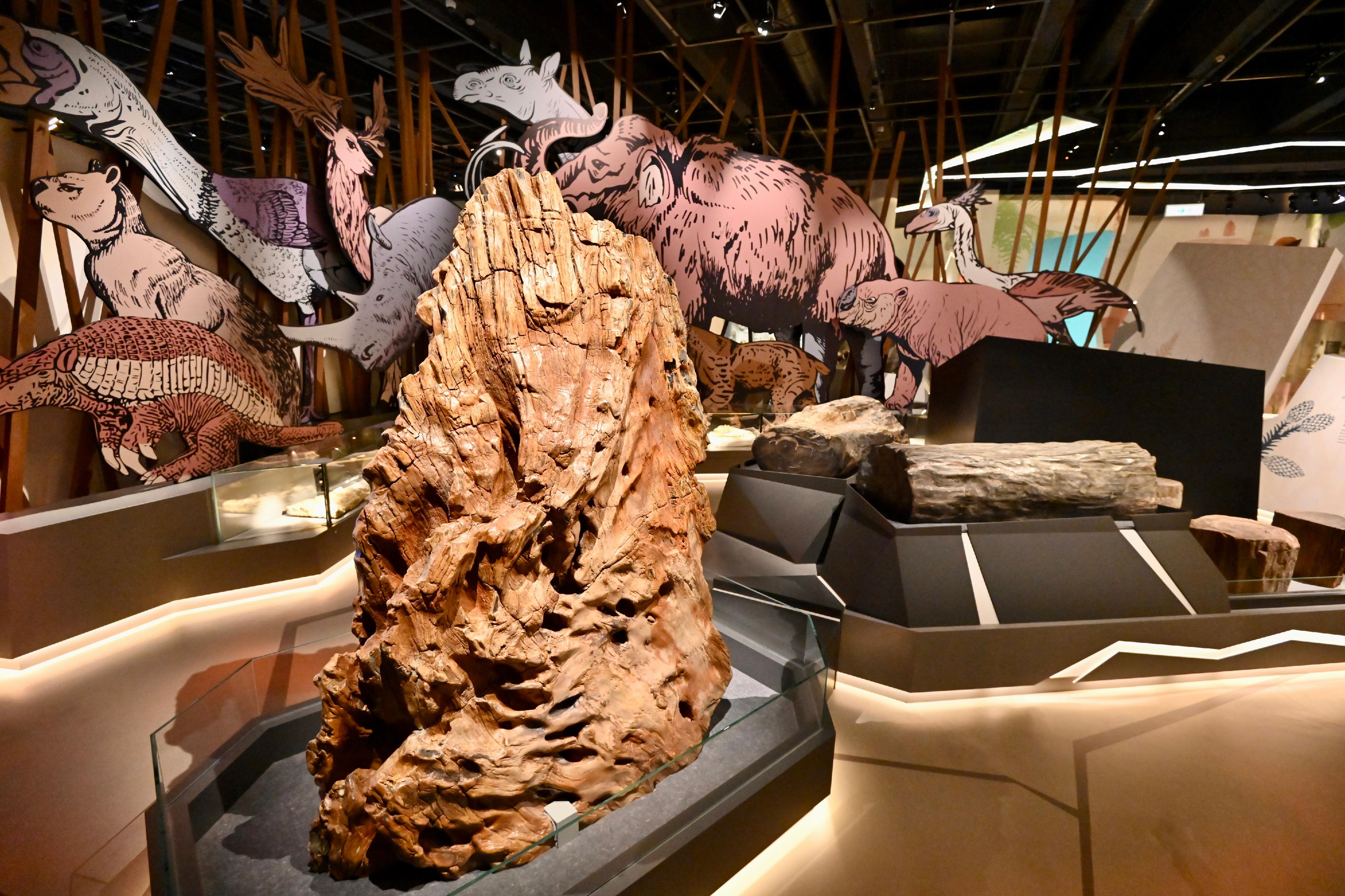 香港科學館全新展覽「滅絕．新生」明日（九月十五日）起開放予市民參觀。圖示二至四百萬年前火山爆發時形成的印尼龍腦香木化石。（華懋集團如心園借出）
