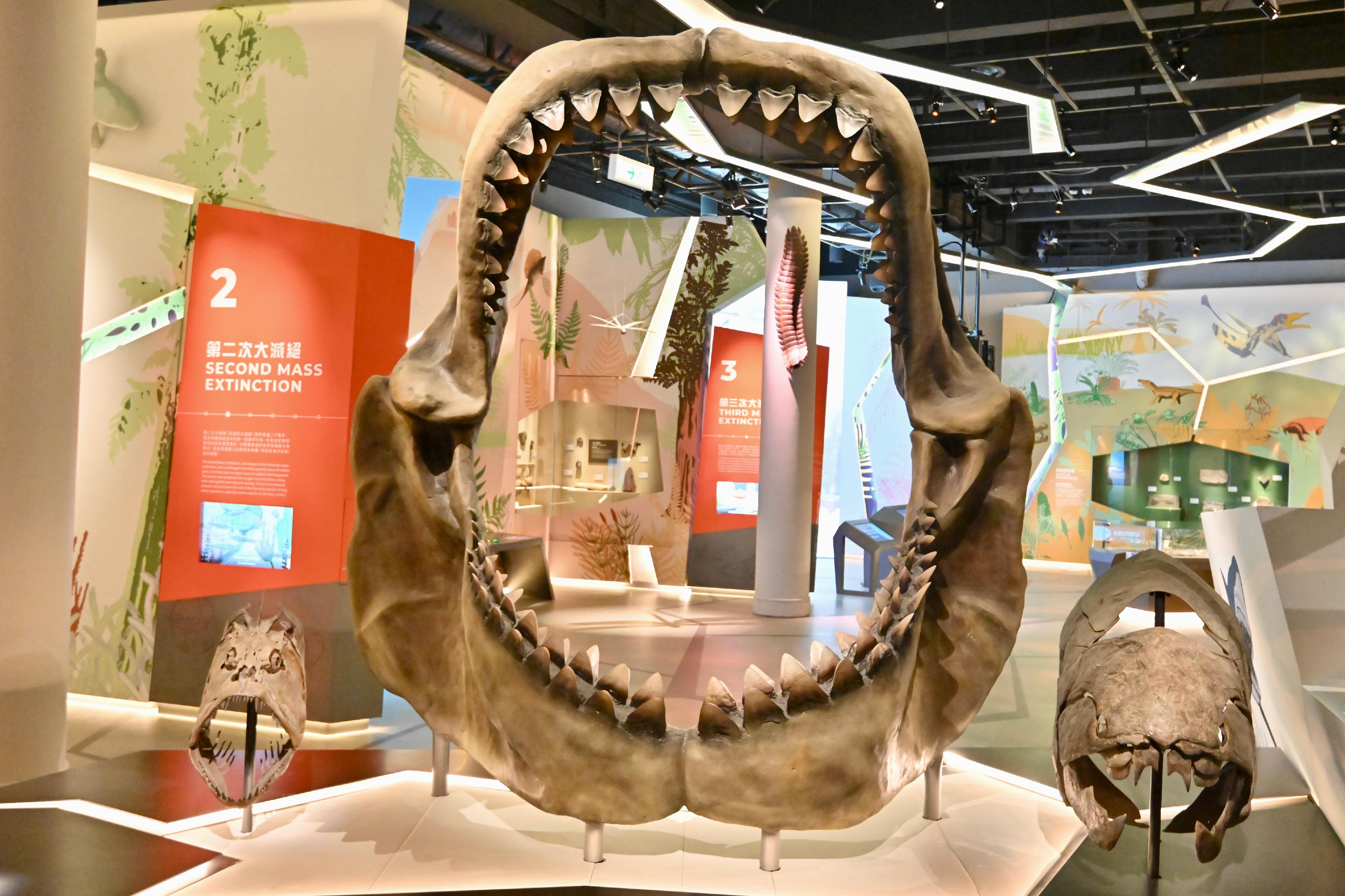 香港科学馆全新展览「灭绝．新生」明日（九月十五日）起开放予市民参观。图示（左起）剑射鱼、巨齿鲨和邓氏鱼的一比一颌骨化石复制品。