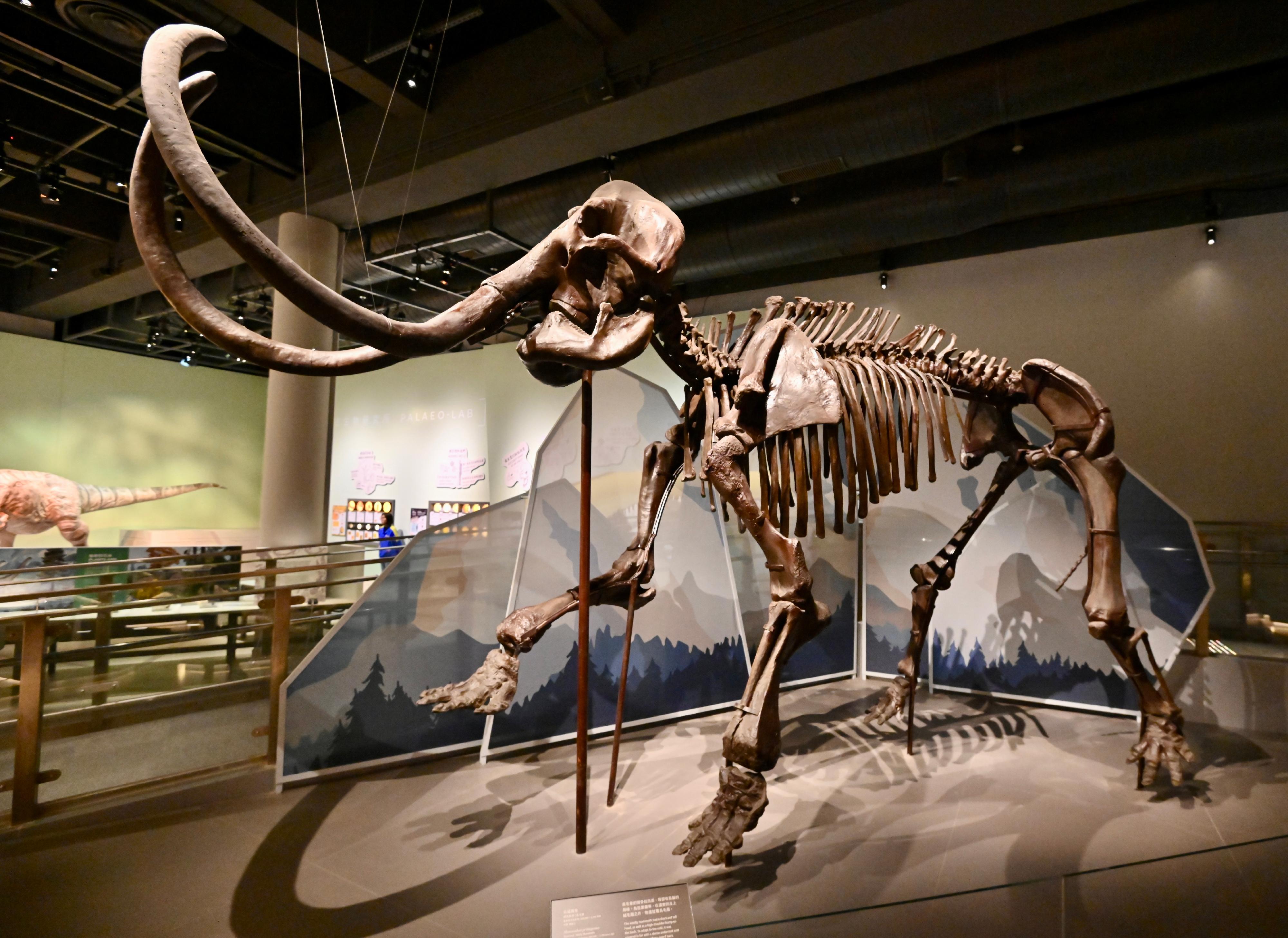 The Hong Kong Science Museum's new exhibition "Extinction·Resilience" will be open to the public from tomorrow (September 15). Photo shows a woolly mammoth fossil over 3 metres tall. (Collection of National Natural History Museum of China)

