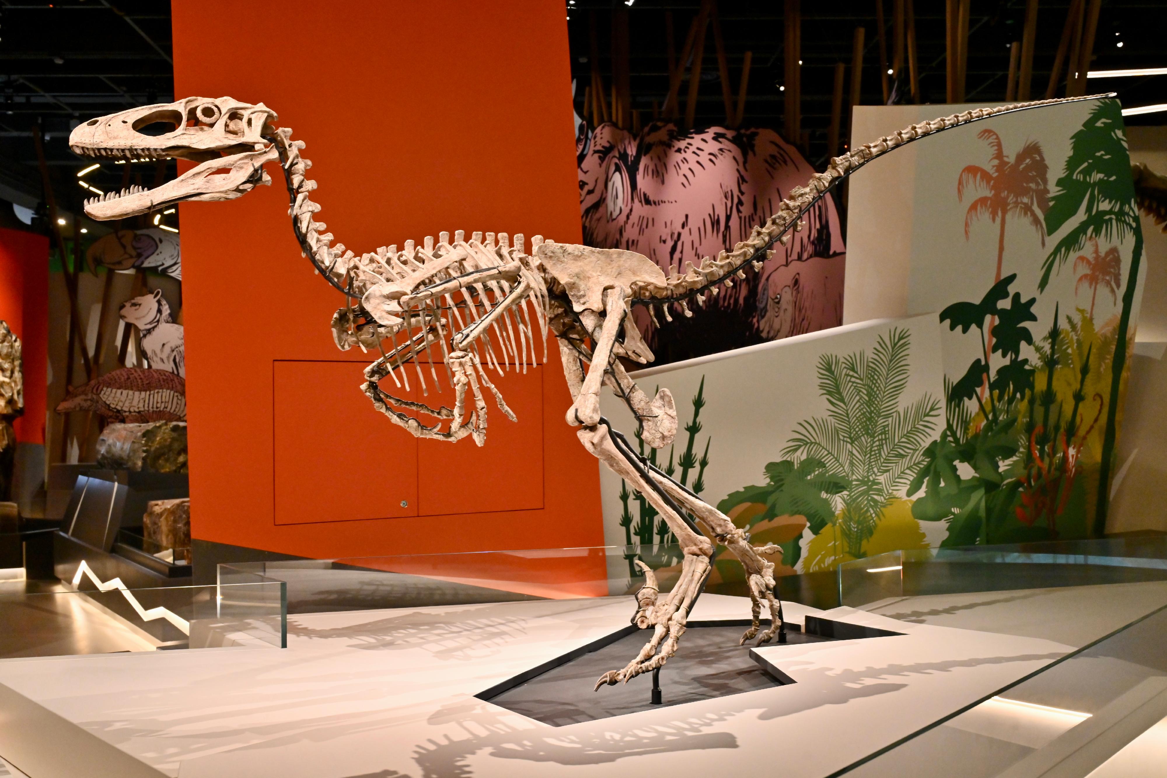 The Hong Kong Science Museum's new exhibition "Extinction·Resilience" will be open to the public from tomorrow (September 15). Photo shows the most complete Deinonychus fossil to date. (Courtesy of Vegasoul Capital Management (Asia) Limited)