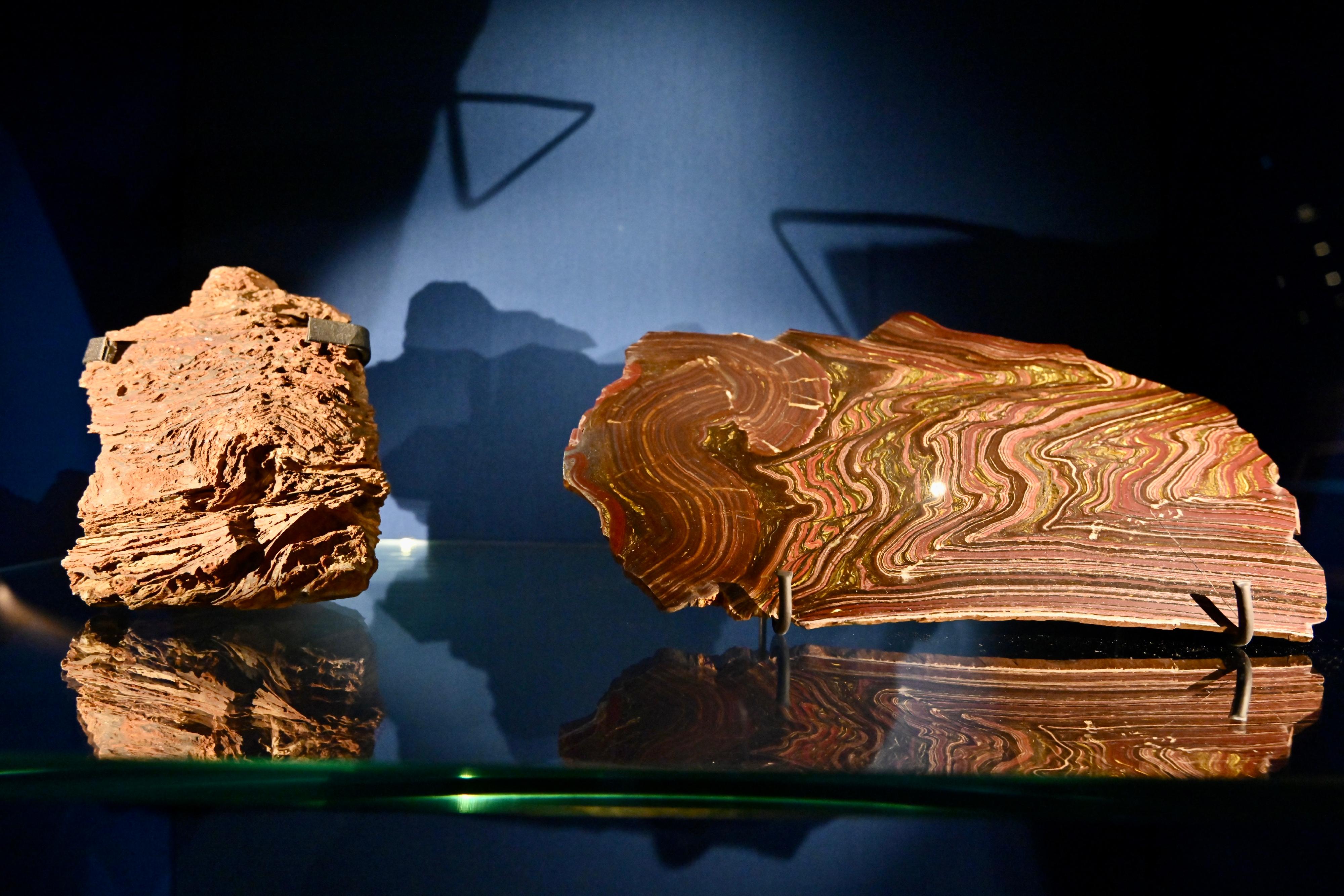 The Hong Kong Science Museum's new exhibition "Extinction·Resilience" will be open to the public from tomorrow (September 15). Photo shows a stromatolite formed 3 billion years ago. 