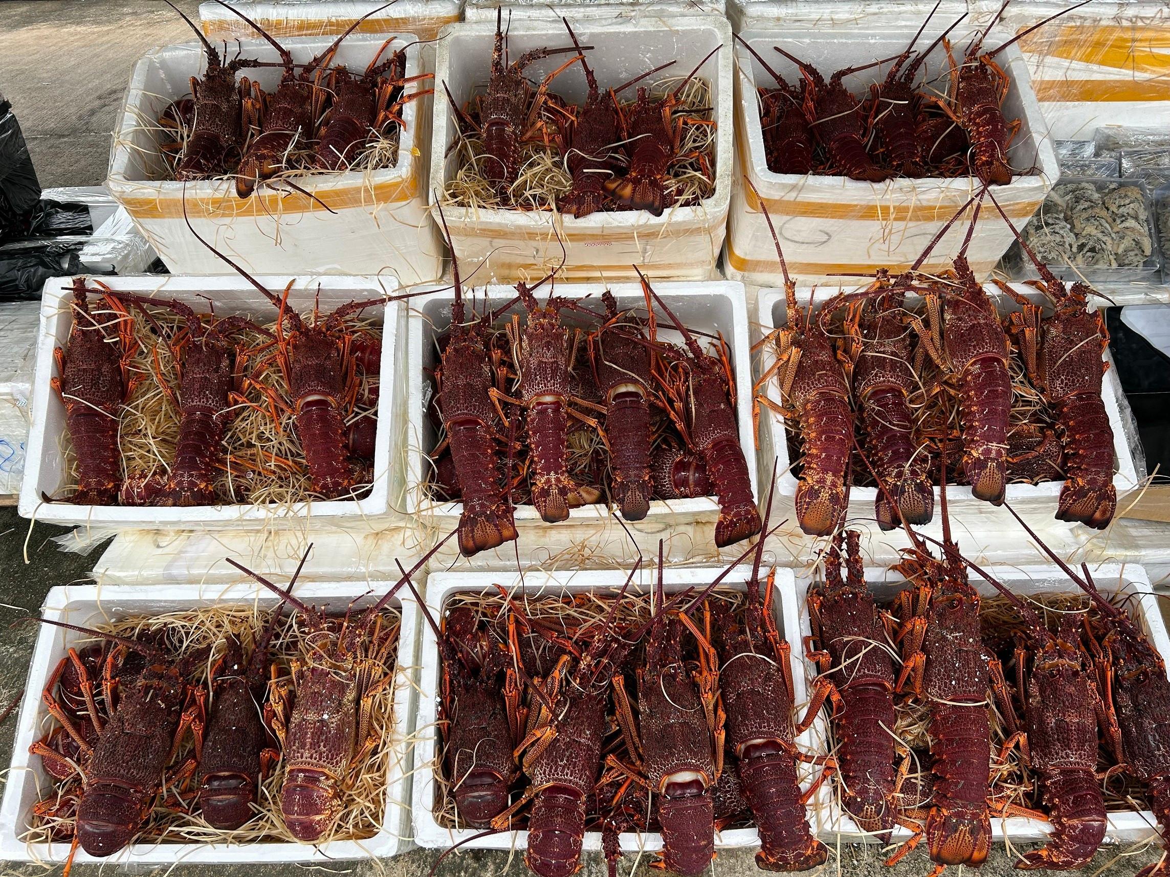 Hong Kong Customs yesterday (September 14) mounted an anti-smuggling operation in the Aberdeen Wholesale Fish Market and detected a suspected smuggling case involving a speedboat. A batch of suspected smuggled goods, with an estimated market value of about $11 million, was seized. Photo shows some of the suspected smuggled live lobsters seized.