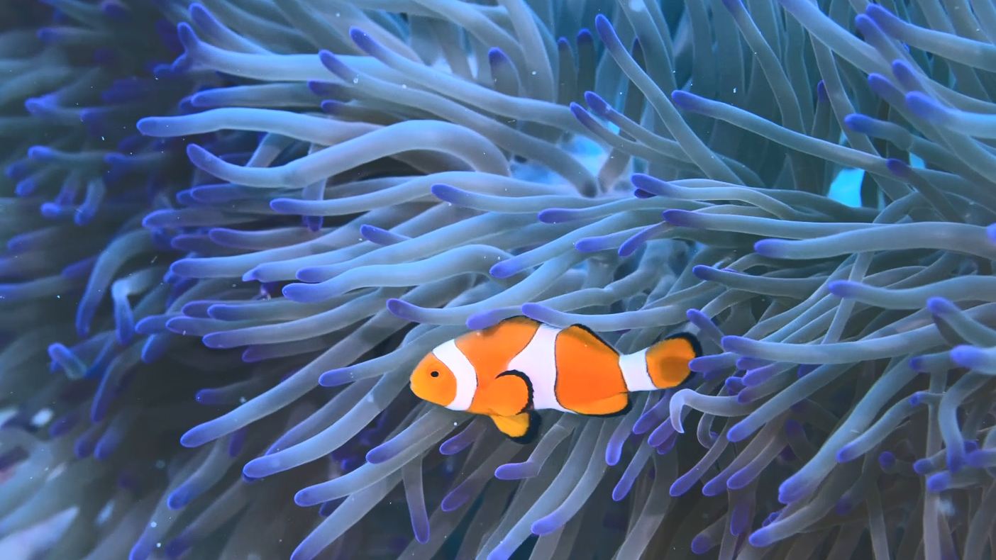 The Hong Kong Space Museum will screen a new dome show, "Animal Kingdom: A Tale of Six Families", at its Space Theatre starting October 1 (Sunday), enabling audiences to explore the habitats of six animal families. Coral reefs are home to millions of fish, including the colourful clownfish. Unlike other species, clownfish have a mutualistic relationship with sea anemones. Despite the anemones' venomous tentacles, clownfish can swim freely among them. (Source of photo: DEFINITION FILMS)
