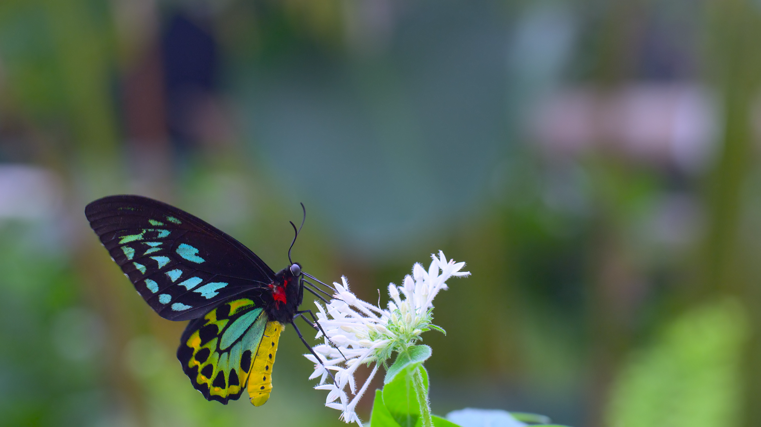 香港太空館天象廳十月一日（星期日）起放映全新球幕電影《動物王國》，帶領觀眾探索六個動物家族的棲息地。圖示一隻蝴蝶正在吸食花蜜，並且在花朵之間傳播花粉，協助植物的繁衍。（圖片來源：DEFINITION FILMS）