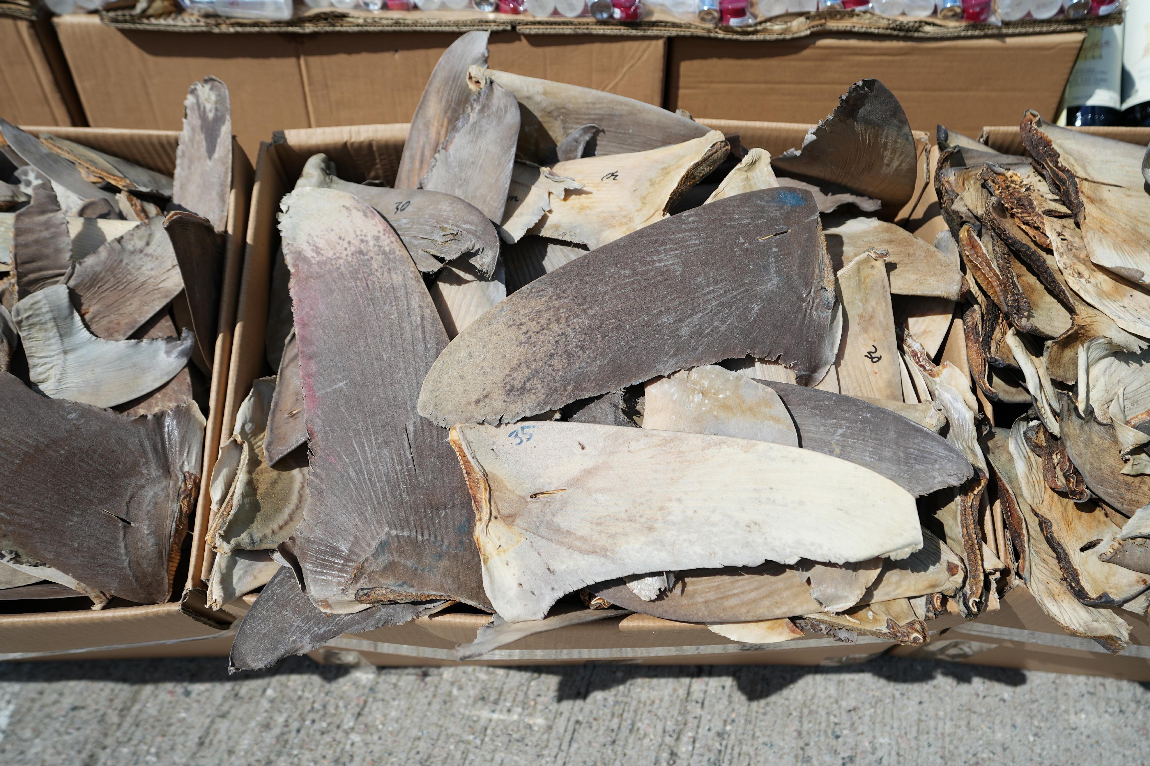 Hong Kong Customs mounted a special operation codenamed "Wave Breaker" from August to September and detected four suspected smuggling cases involving ocean-going vessels and two suspected smuggling cases involving river trade vessels. A large batch of suspected smuggled goods with a total estimated market value of about $100 million was seized. Photo shows some of the suspected scheduled shark fins seized.