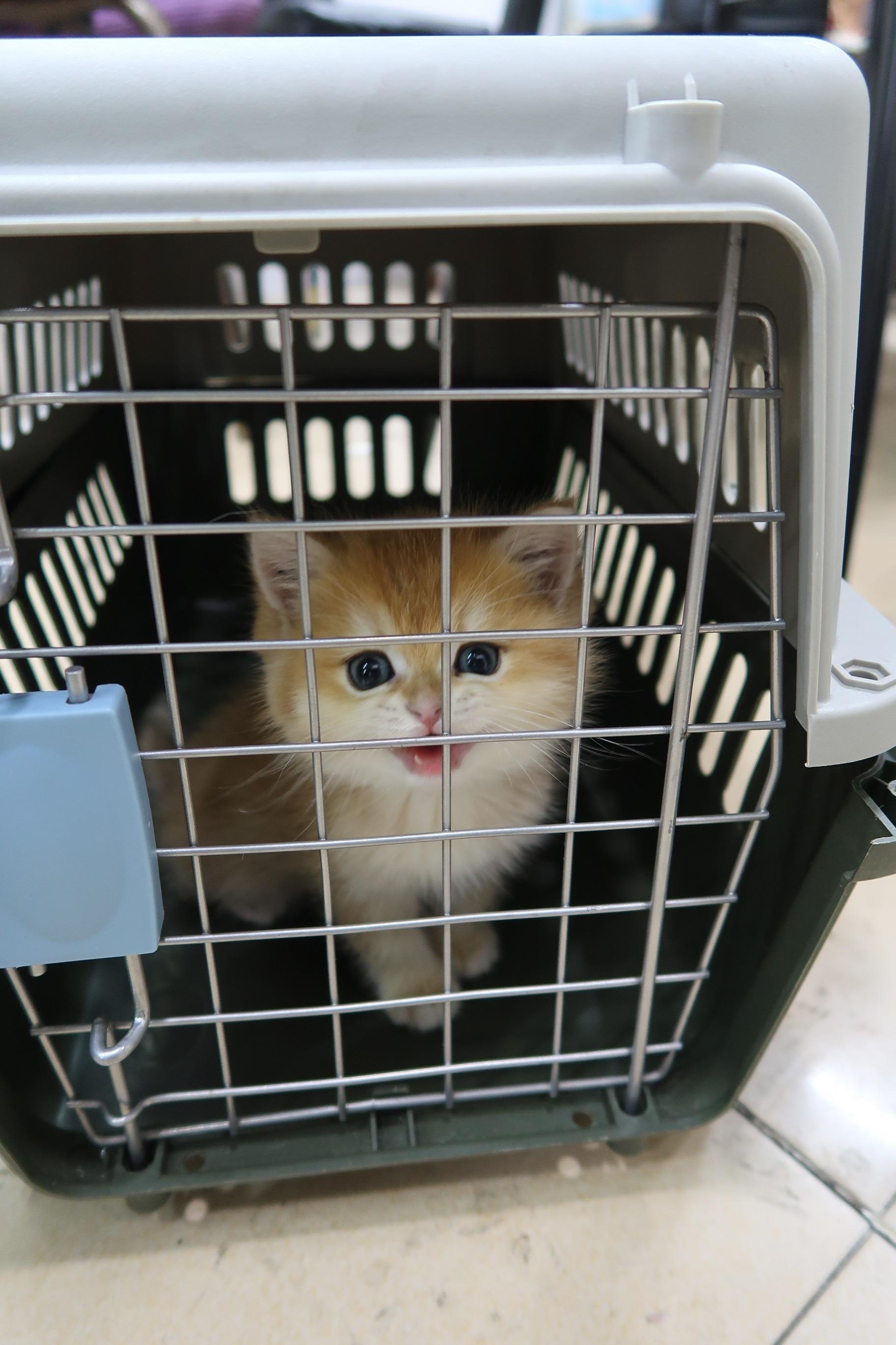 Hong Kong Customs today (December 1) mounted an anti-smuggling operation in Sha Tau Kok and detected a suspected case of illegally imported animals. Five suspected illegally imported animals with an estimated market value of about $220,000 were seized. Photo shows one of the suspected illegally imported kittens.