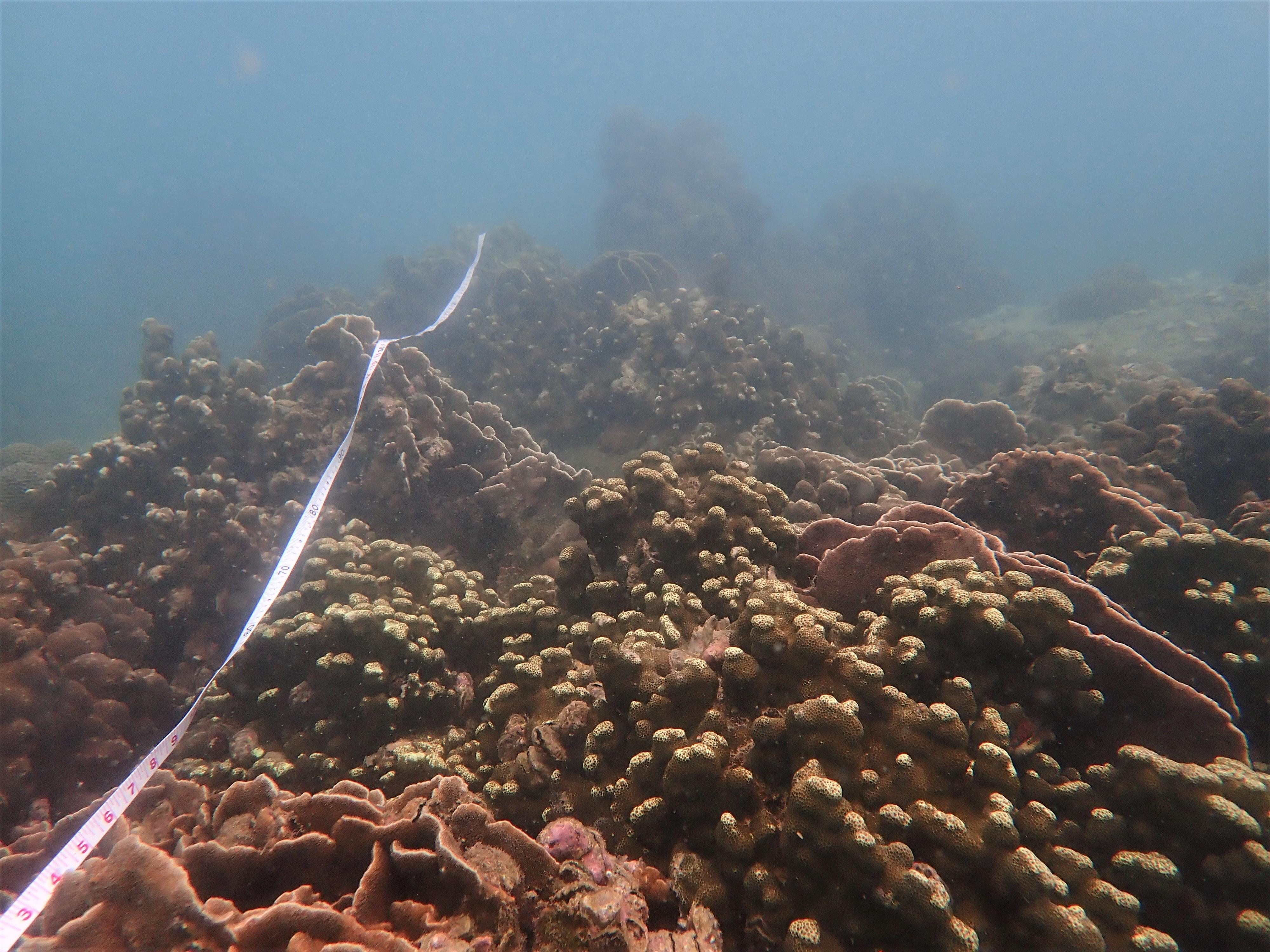 漁農自然護理署今日（十二月三日）公布今年的香港珊瑚礁普查結果，整體珊瑚健康狀況良好，物種多樣性維持於高水平。圖示攝於橋咀洲的珊瑚群落及普查隊伍使用的樣線。 
