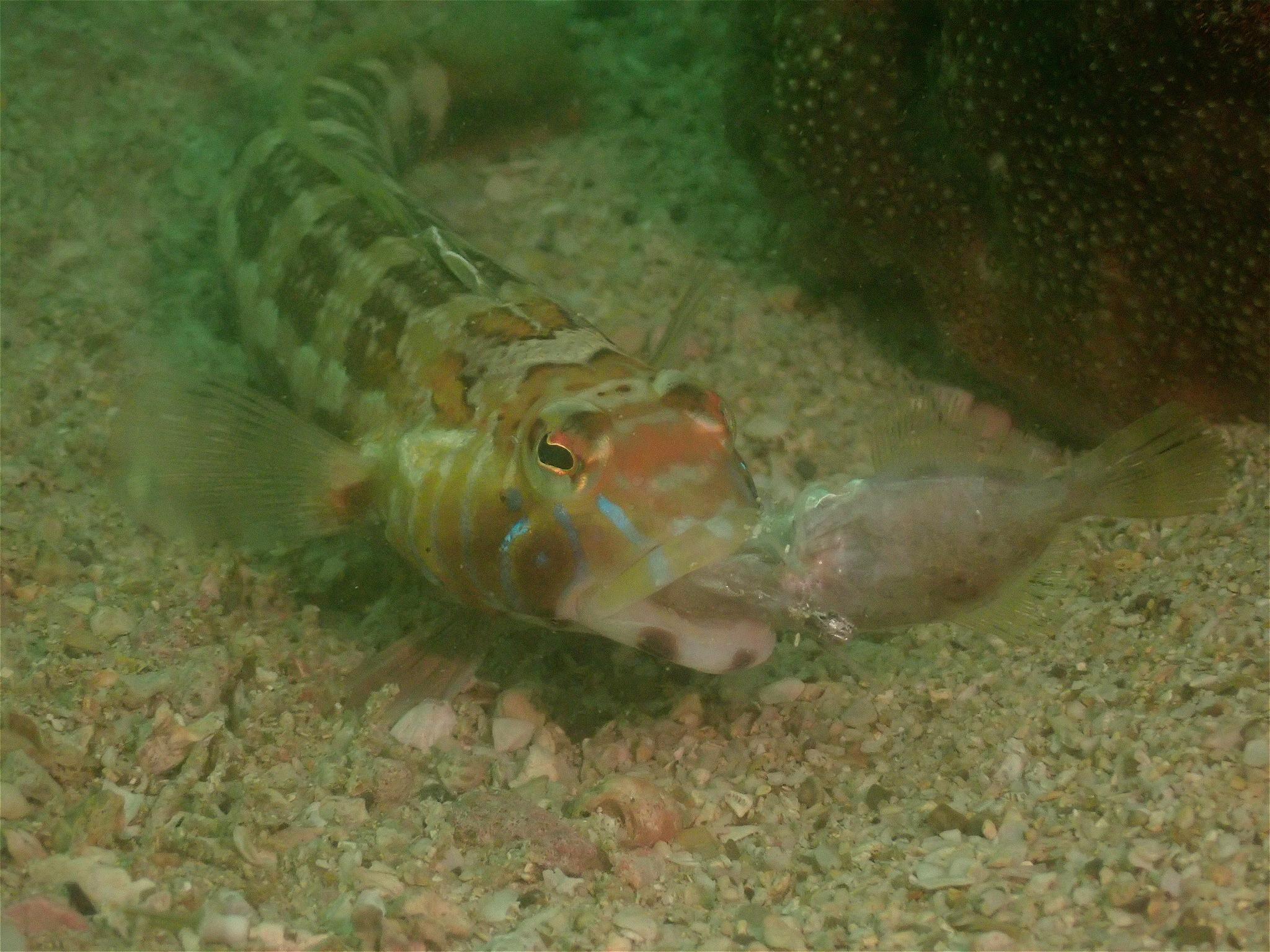The Agriculture, Fisheries and Conservation Department announced today (December 3) that the results of the Hong Kong Reef Check this year showed that local corals are generally in a healthy condition and that the species diversity remains on the high side. Photo shows a sandperch at Ninepin Group.