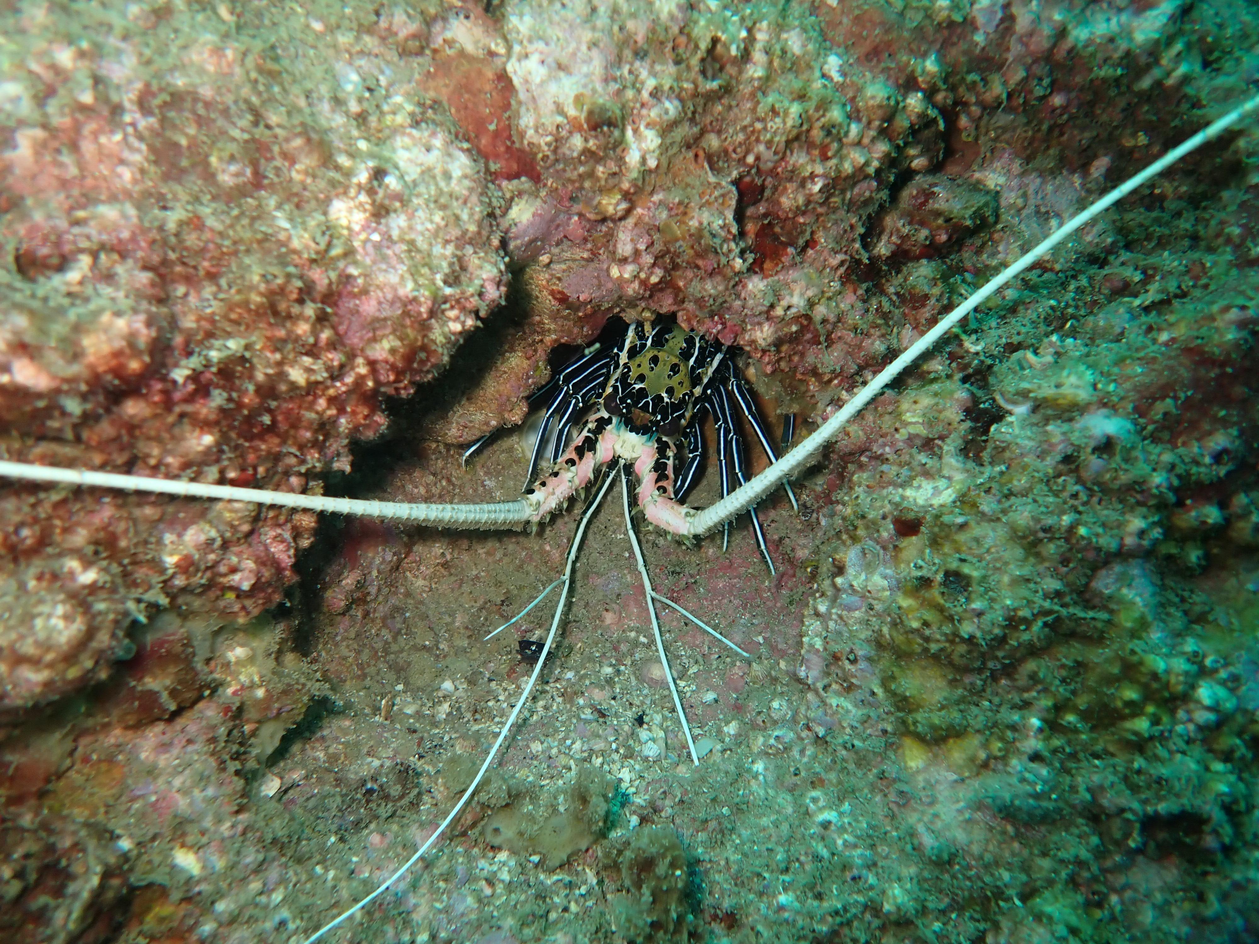 The Agriculture, Fisheries and Conservation Department announced today (December 3) that the results of the Hong Kong Reef Check this year showed that local corals are generally in a healthy condition and that the species diversity remains on the high side. Photo shows a lobster at Long Ke Wan.